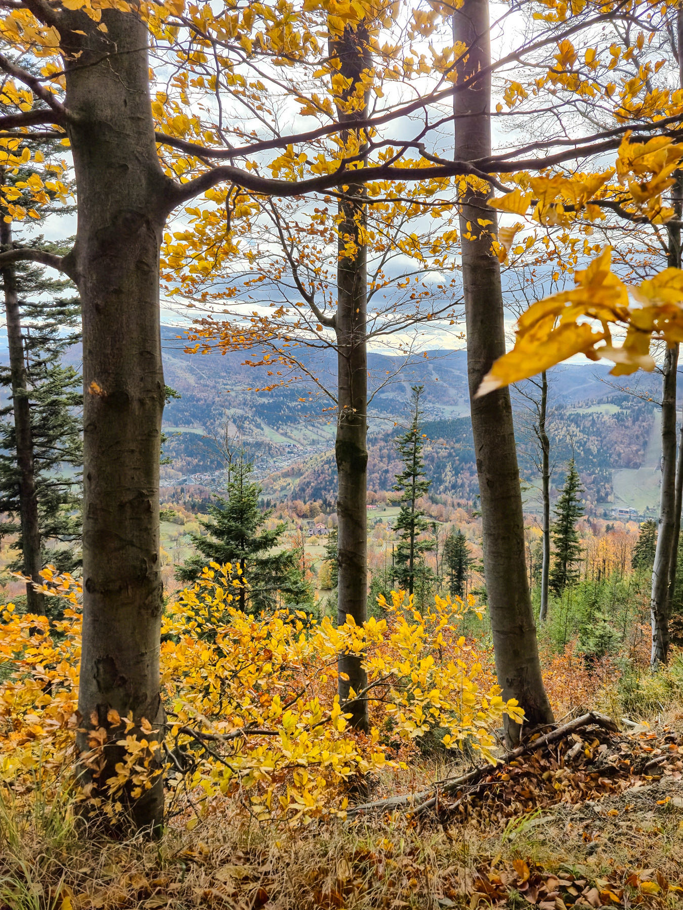 On the southern side of the ridges east of Klimczok, October 2025.
