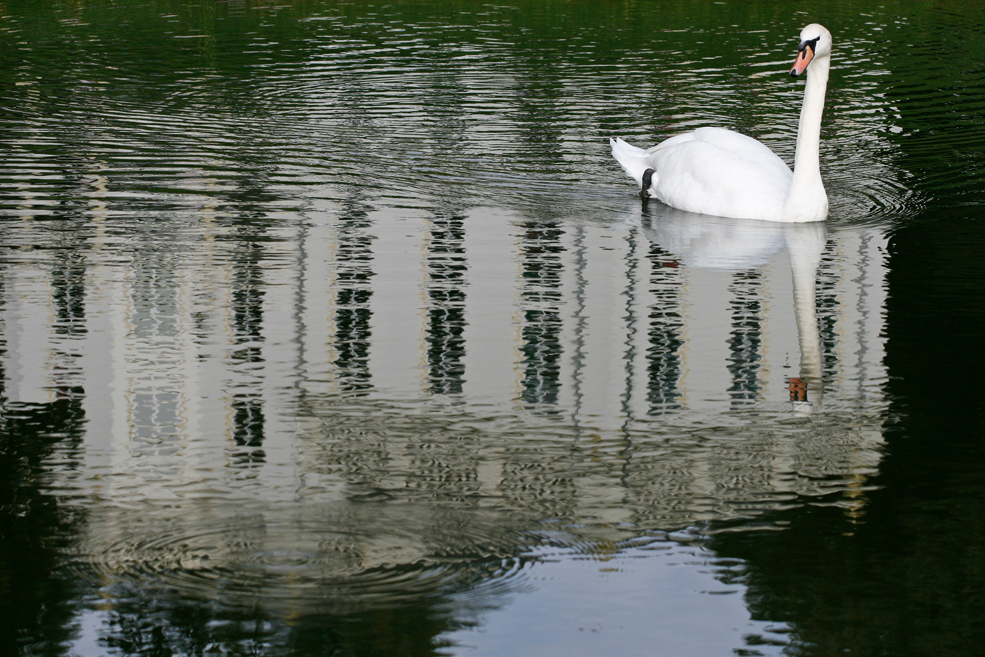 A swan reflects with the White Villa in a Sonsbeek pond.