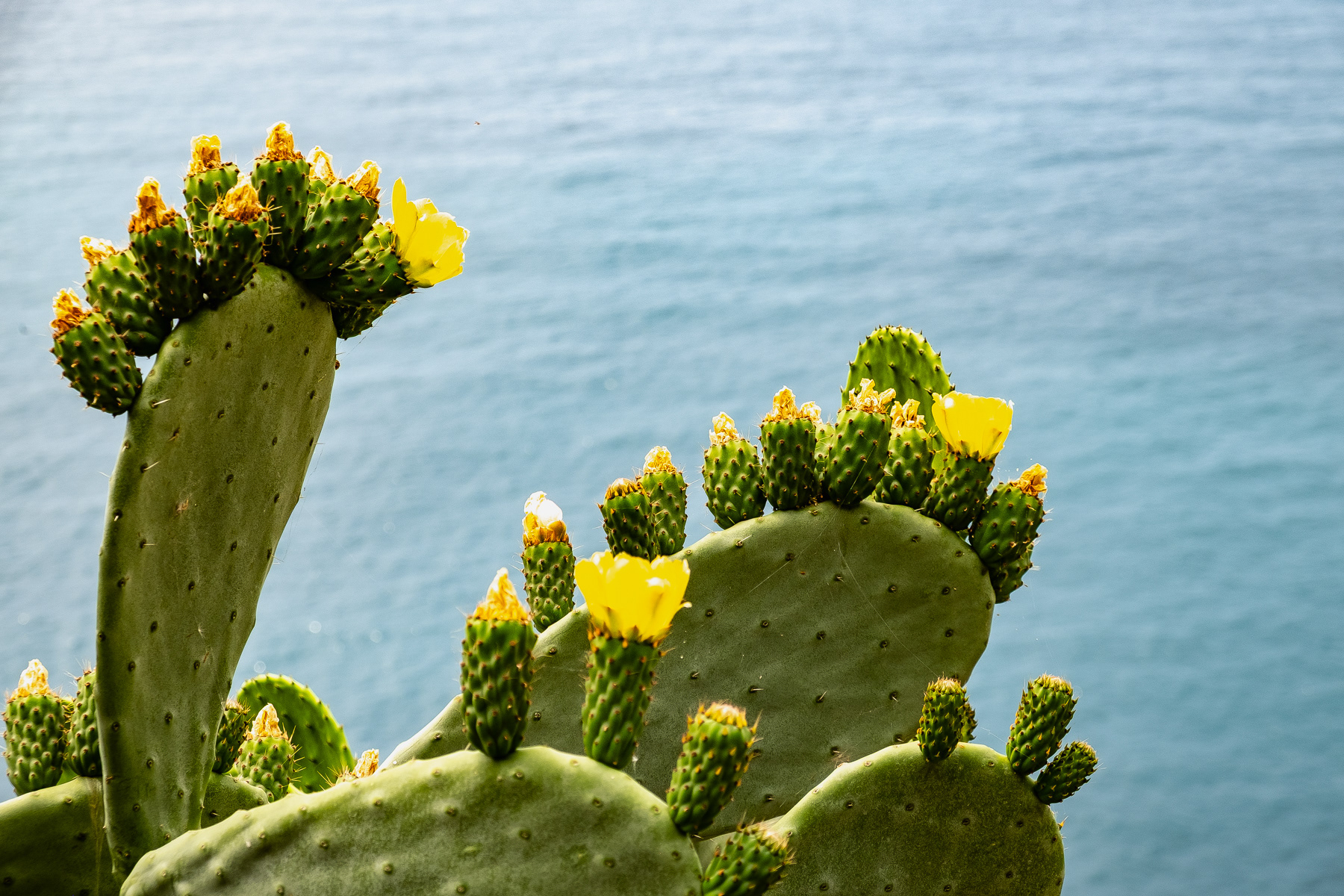 A florishing cactus on the trail from Vernazza to Corniglia.
