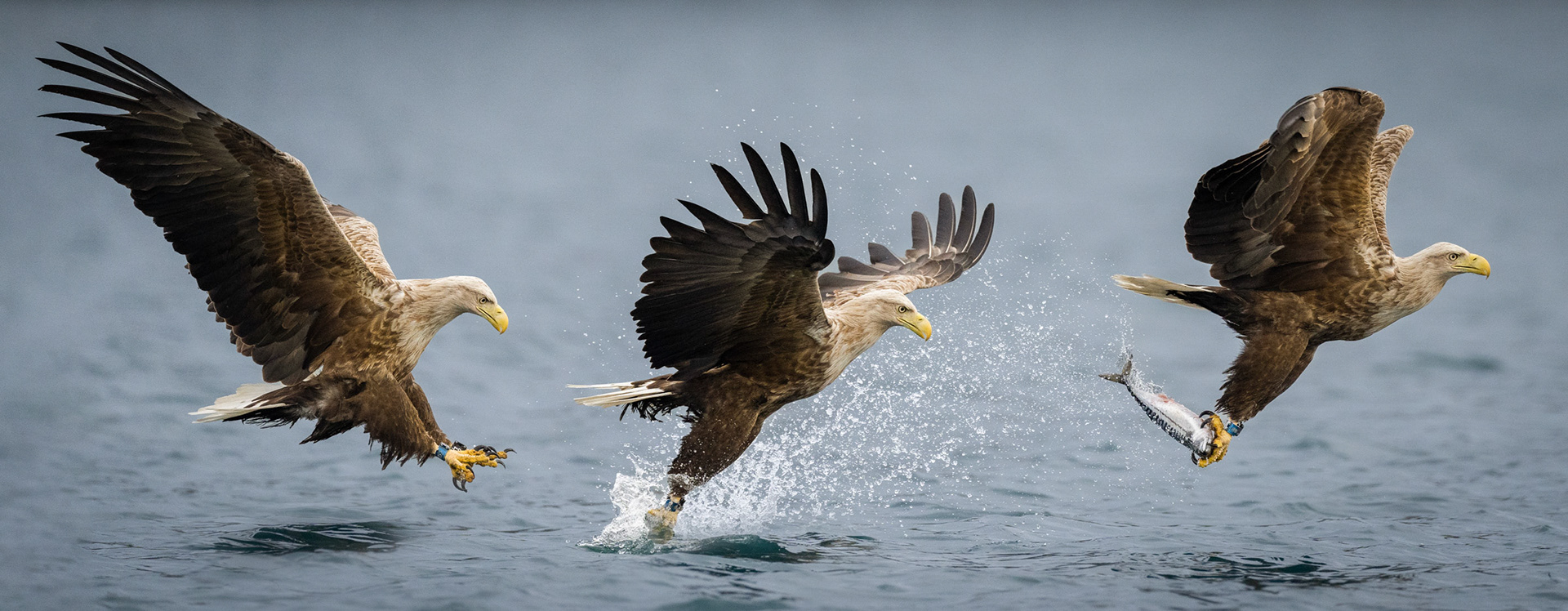 1 silver 1 HM 19 accepted