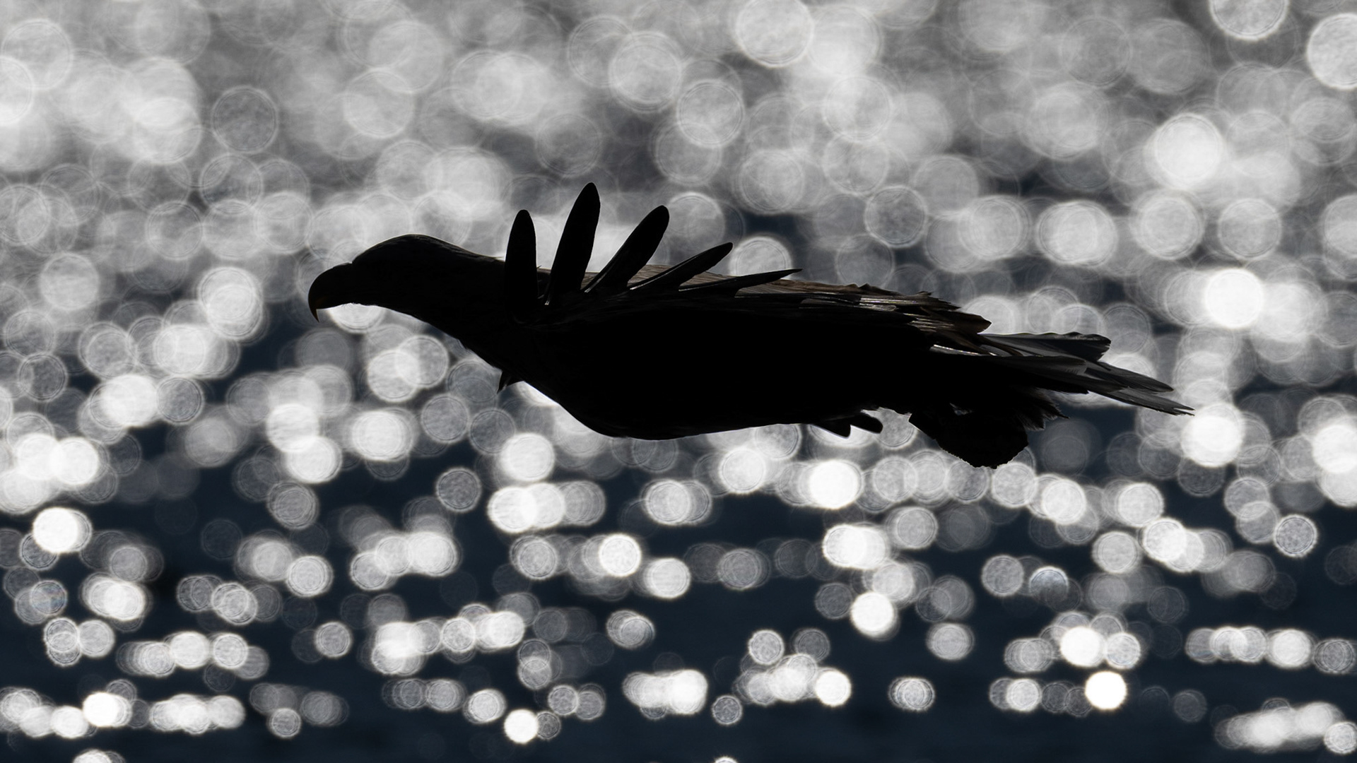 Side view in backlight