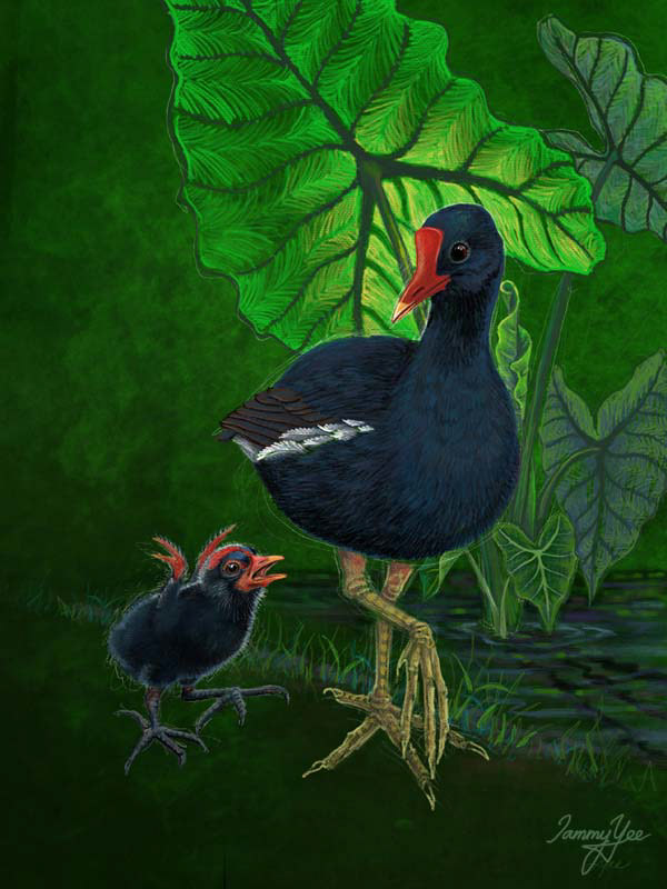 Hawaiian Moorhen (‘Alae ‘Ula)