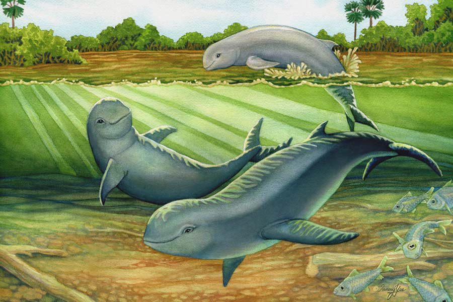 Irrawaddy River Dolphin for Baiji.org