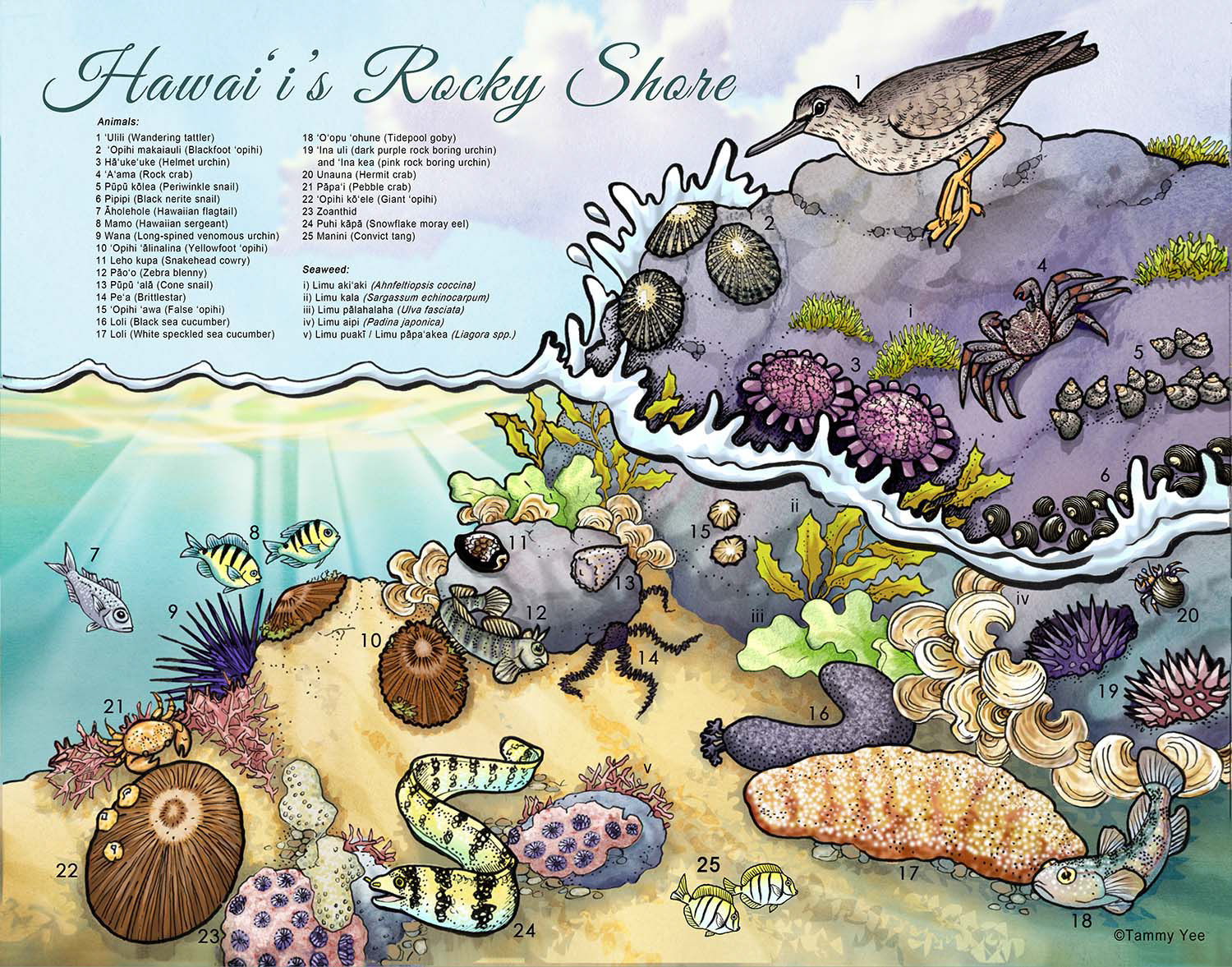 "Hawaii's Rocky Shore" for Nature Conservancy