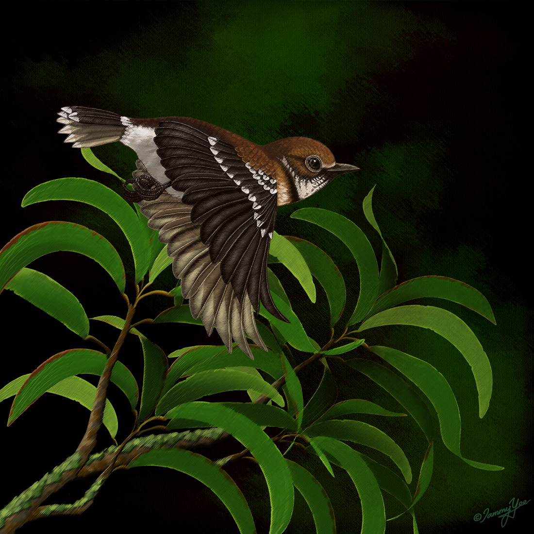 Hawaiian Flycatcher ('Elepaio)