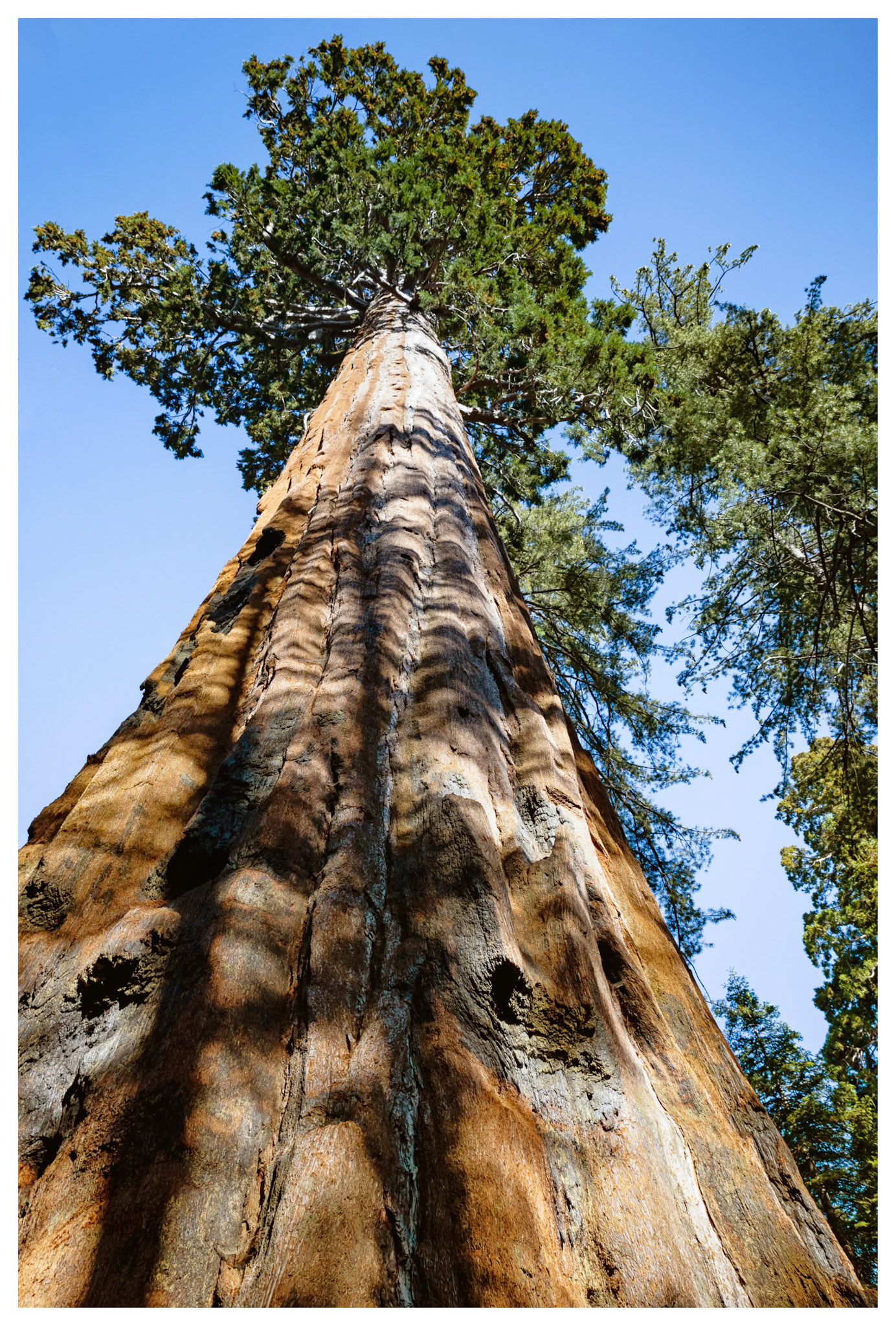 Sequoia National park