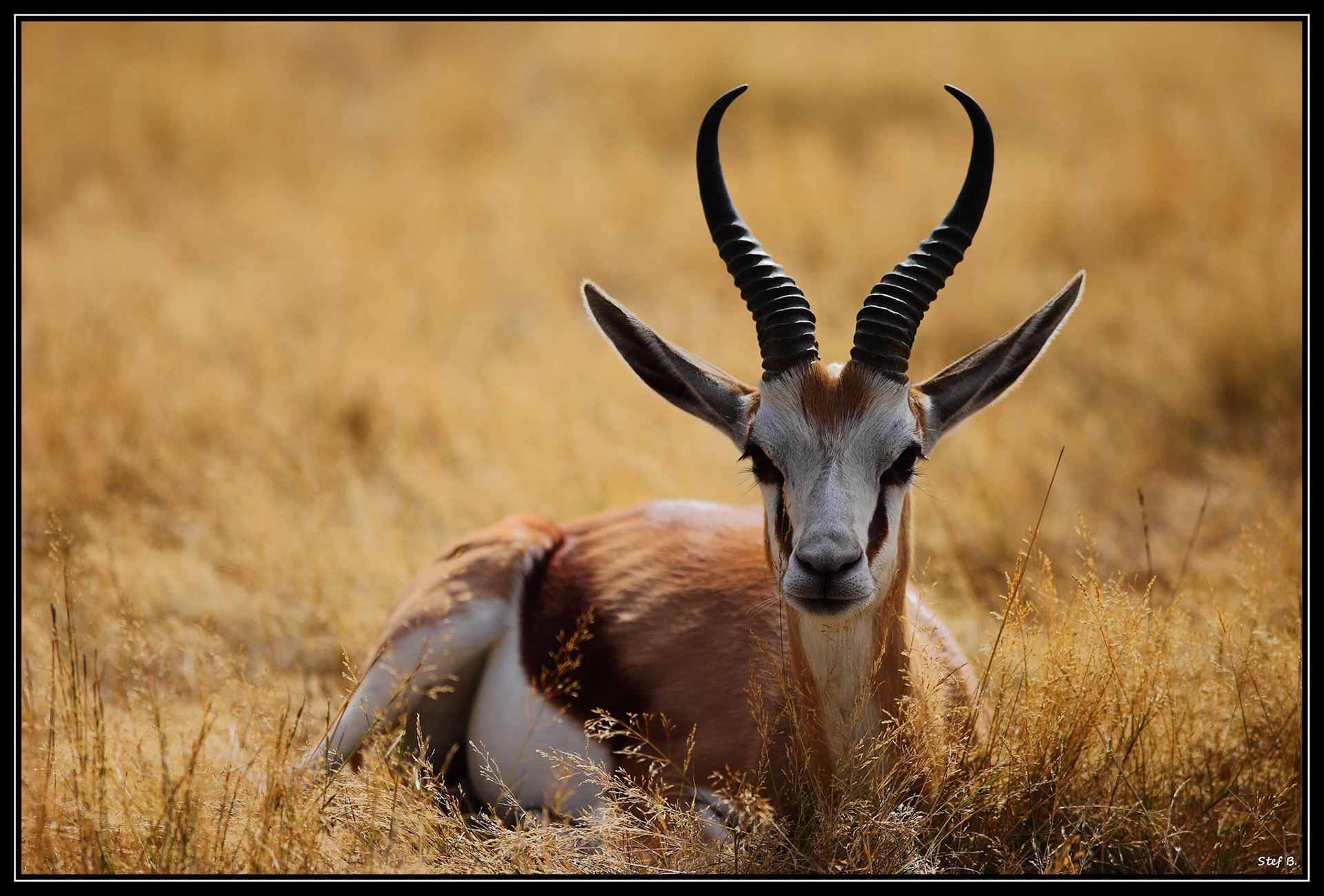 Planète Sauvage (Port-Saint-Père)