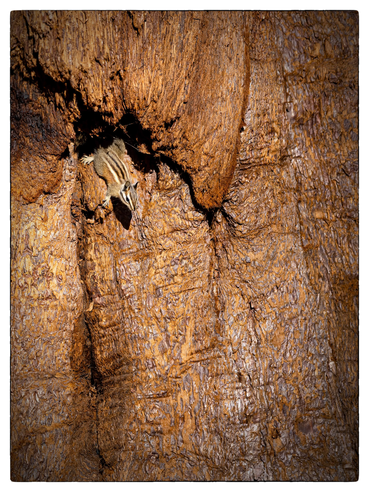 Sequoia National park
