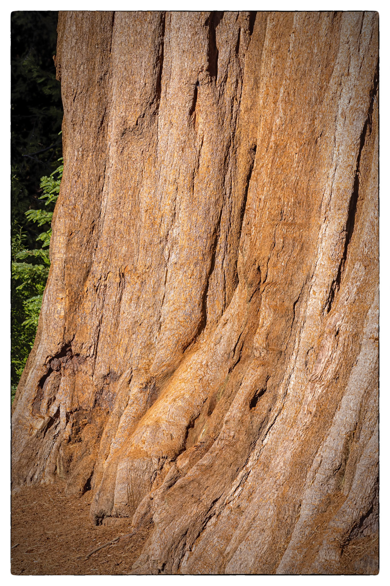 Sequoia National park
