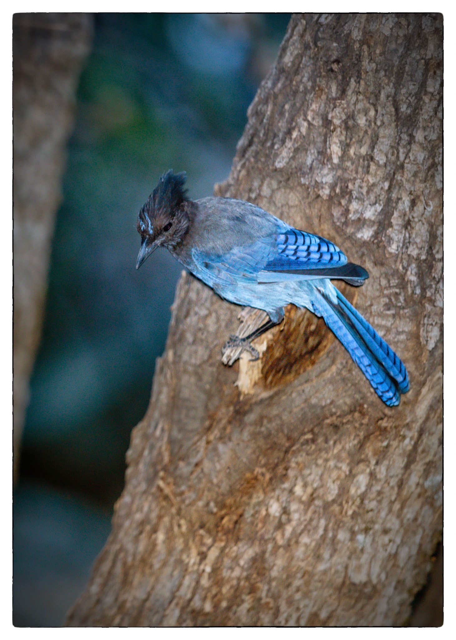 Yosemite Park- Vernon falls