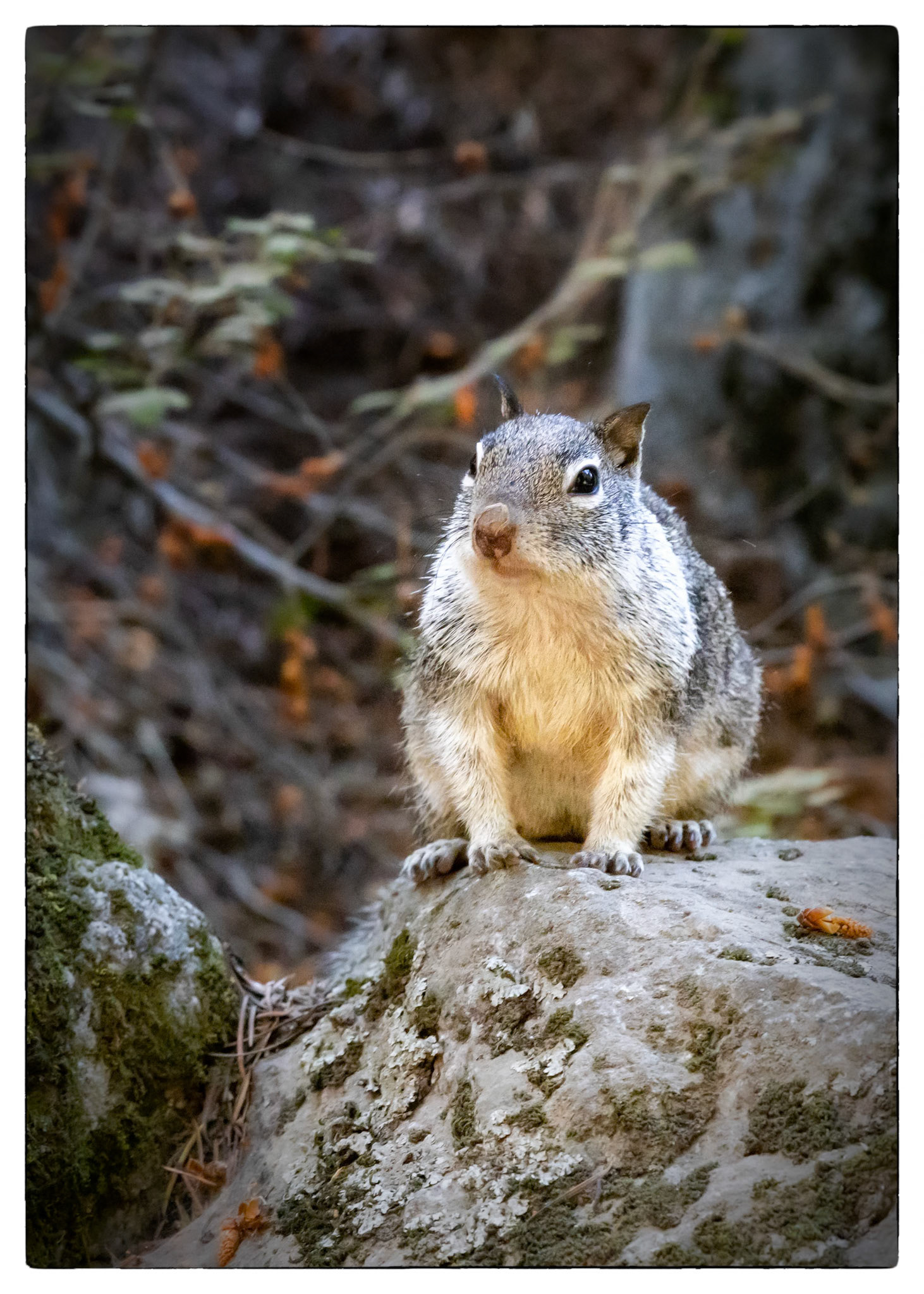Yosemite Park- Vernon falls