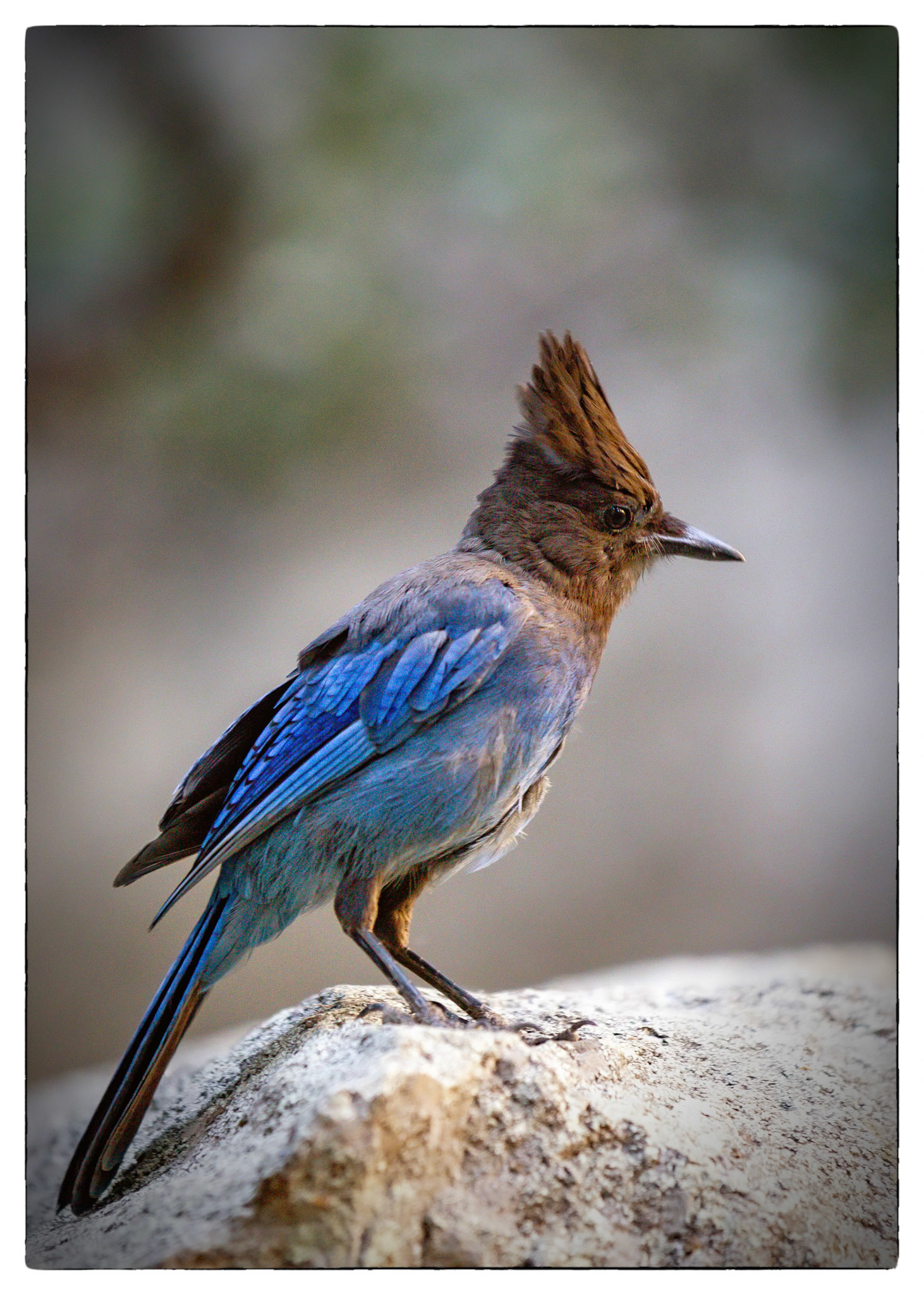 Yosemite Park- Vernon falls