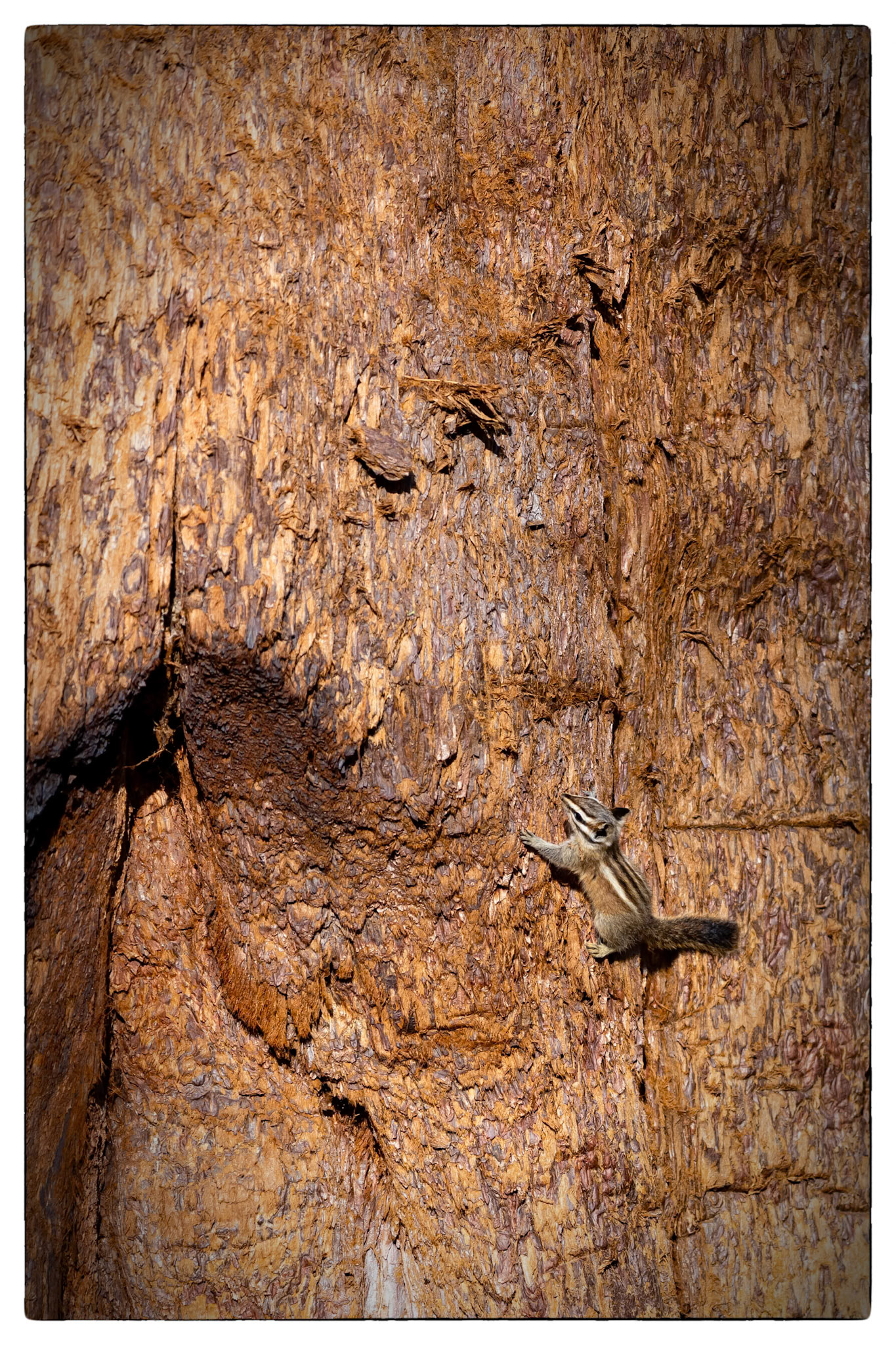 Sequoia National park