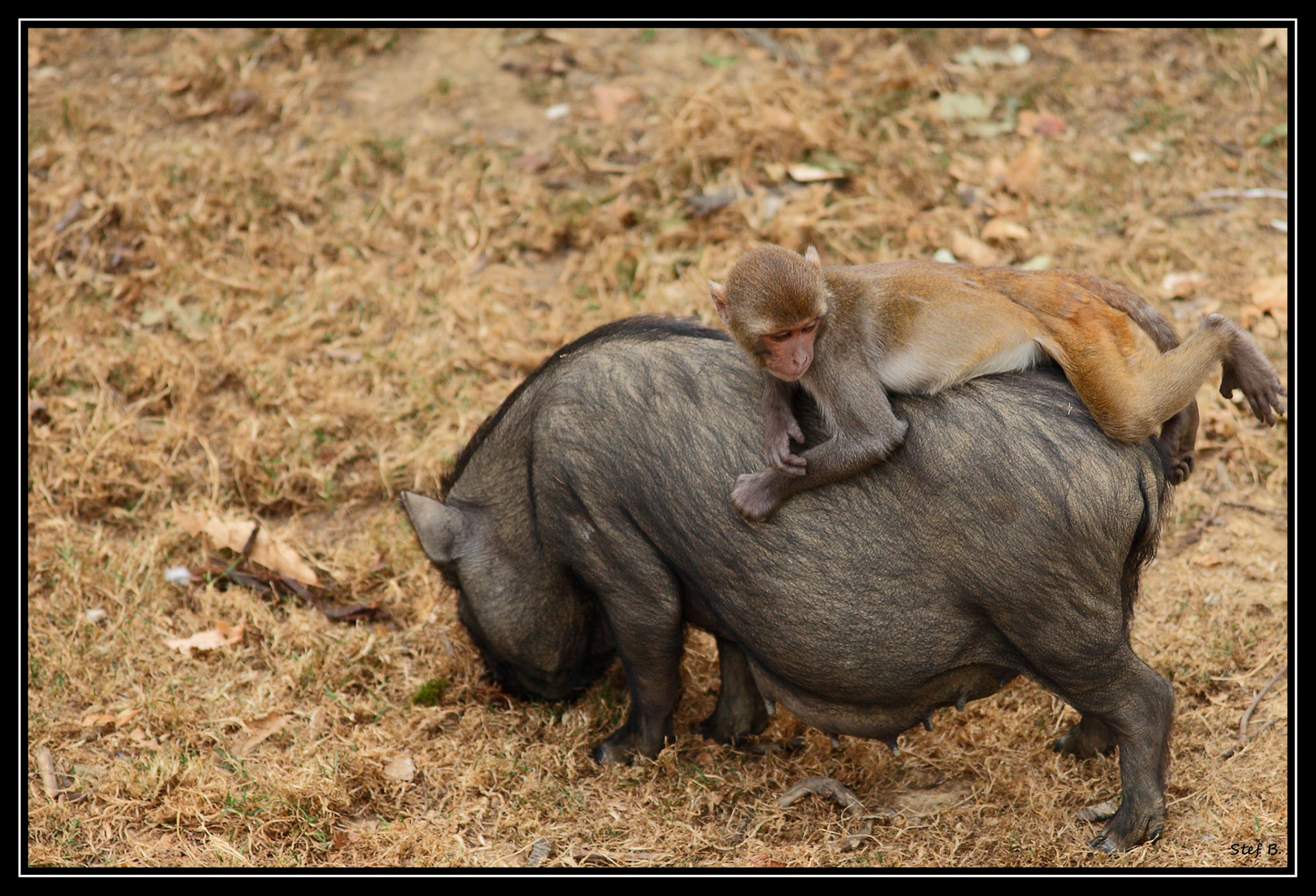 Planète Sauvage (Port-Saint-Père)
