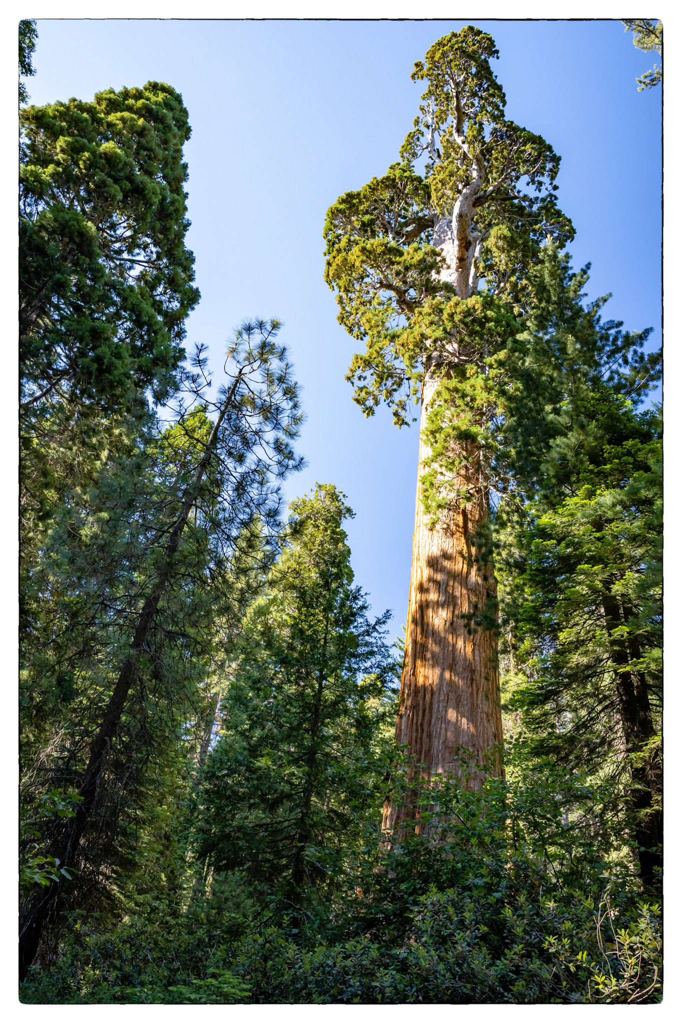 Sequoia National park