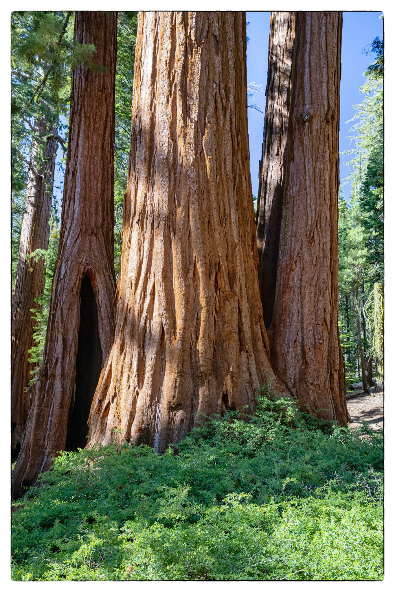 Sequoia National park