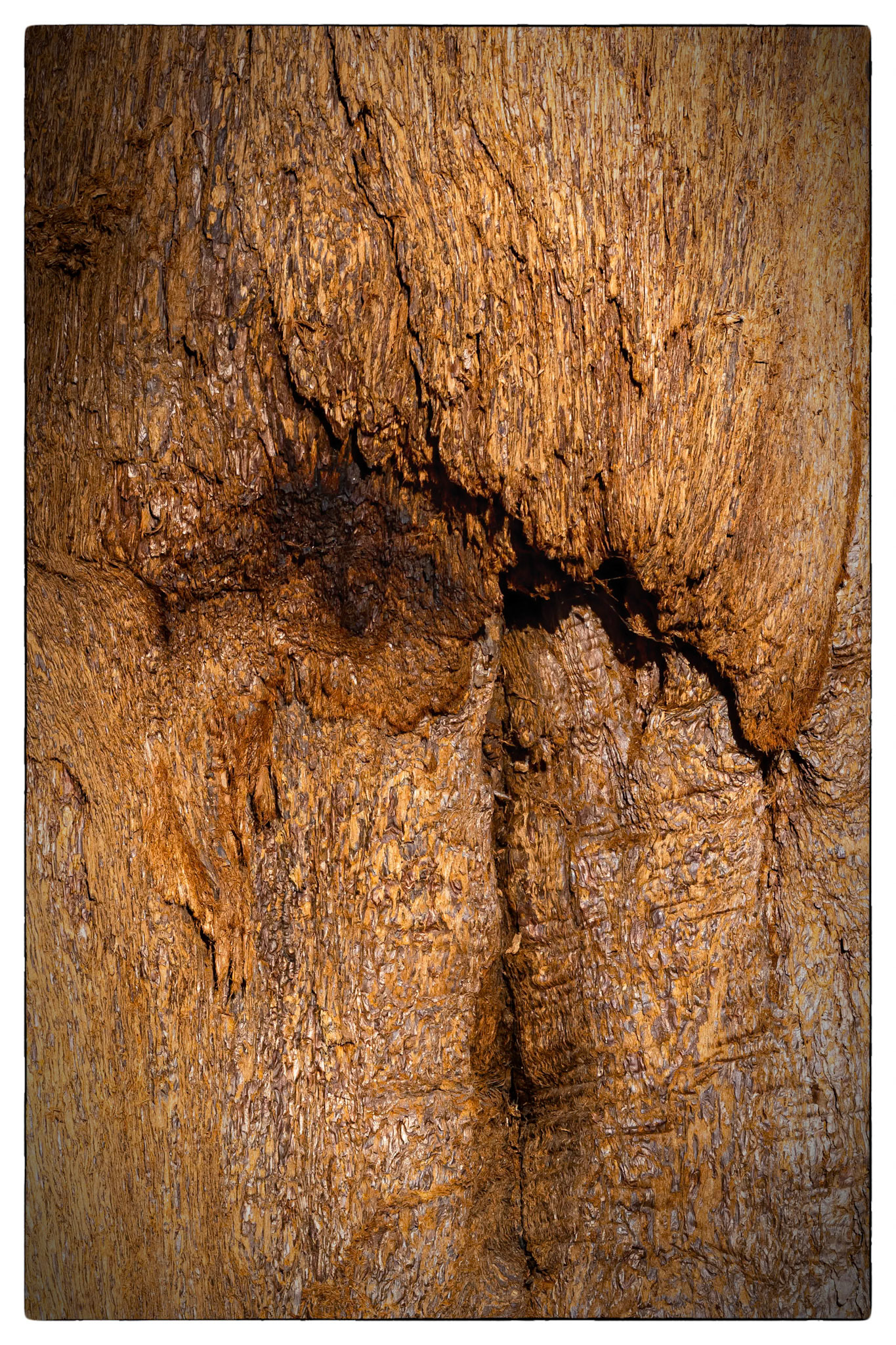 Sequoia National park