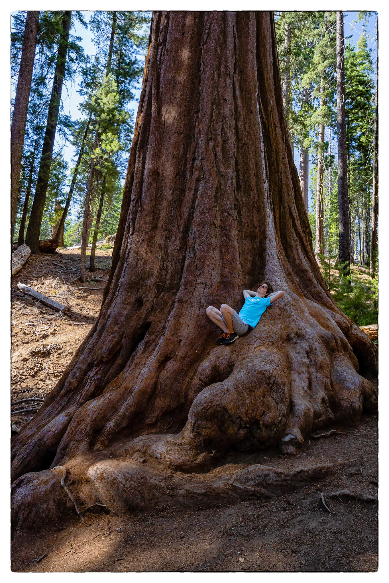 Sequoia National park