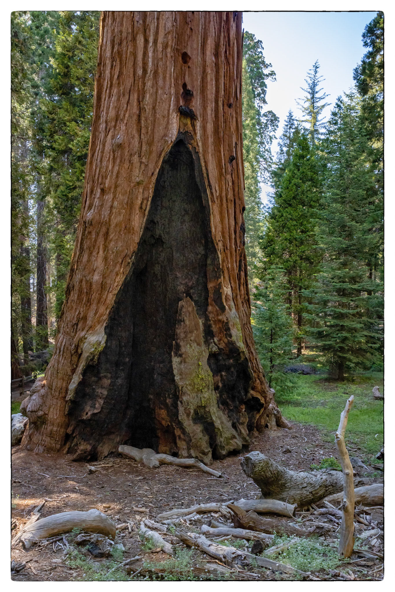 Sequoia National park