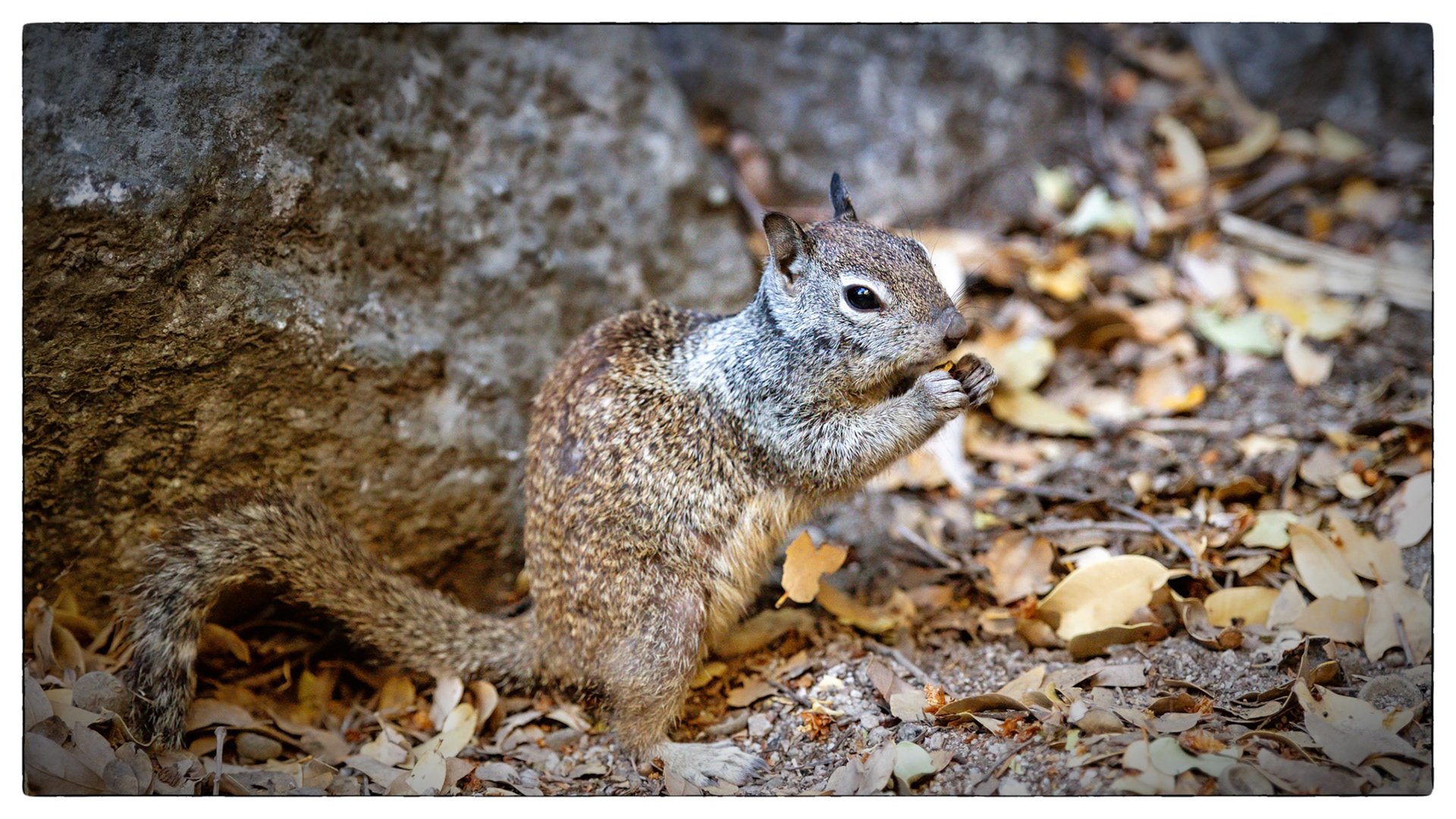 Yosemite Park- Vernon falls
