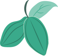 Cacau