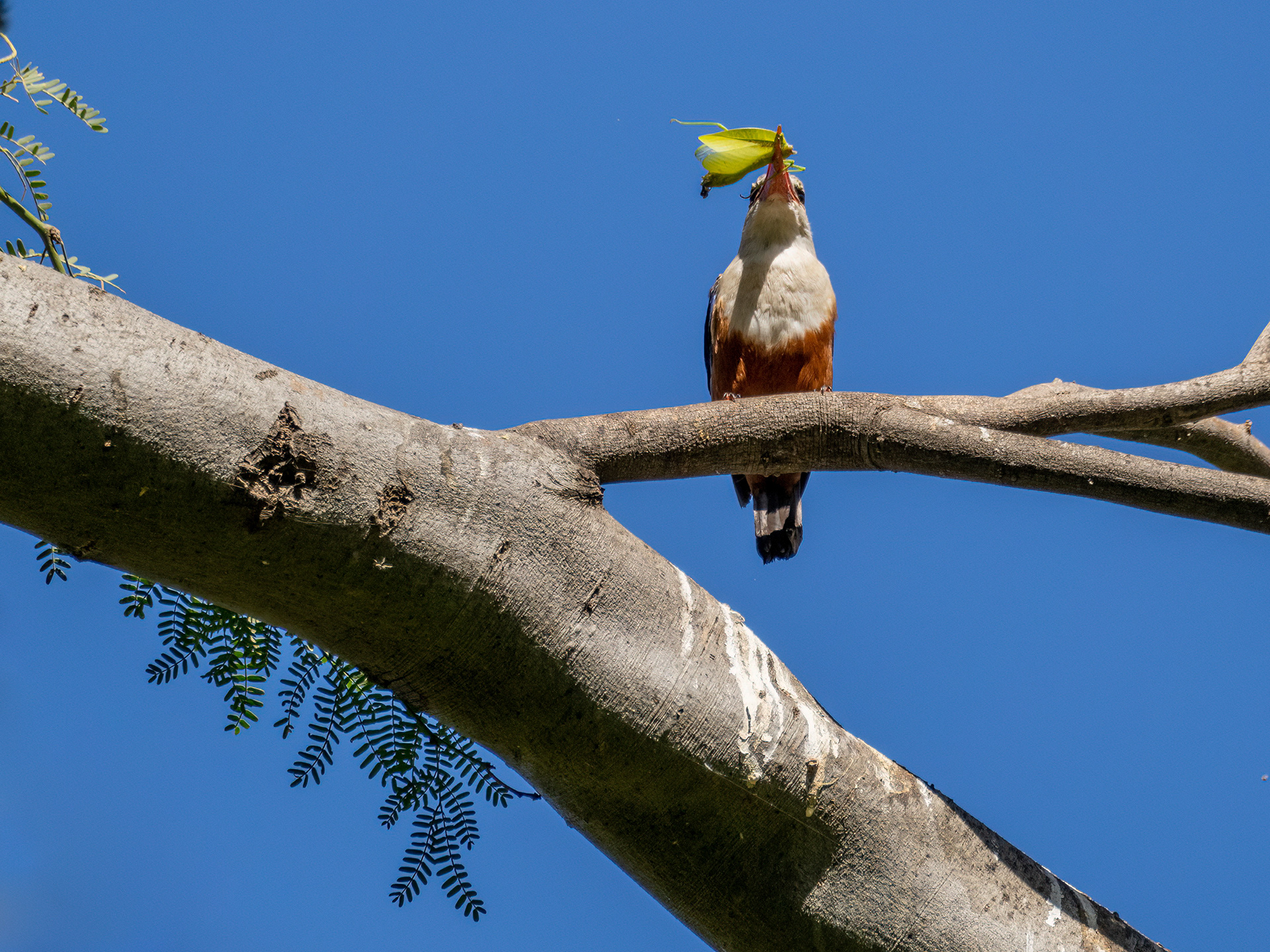 Alció capgrís (Halcyon leucocephala). Ribeira Grande, illa de Santiago.