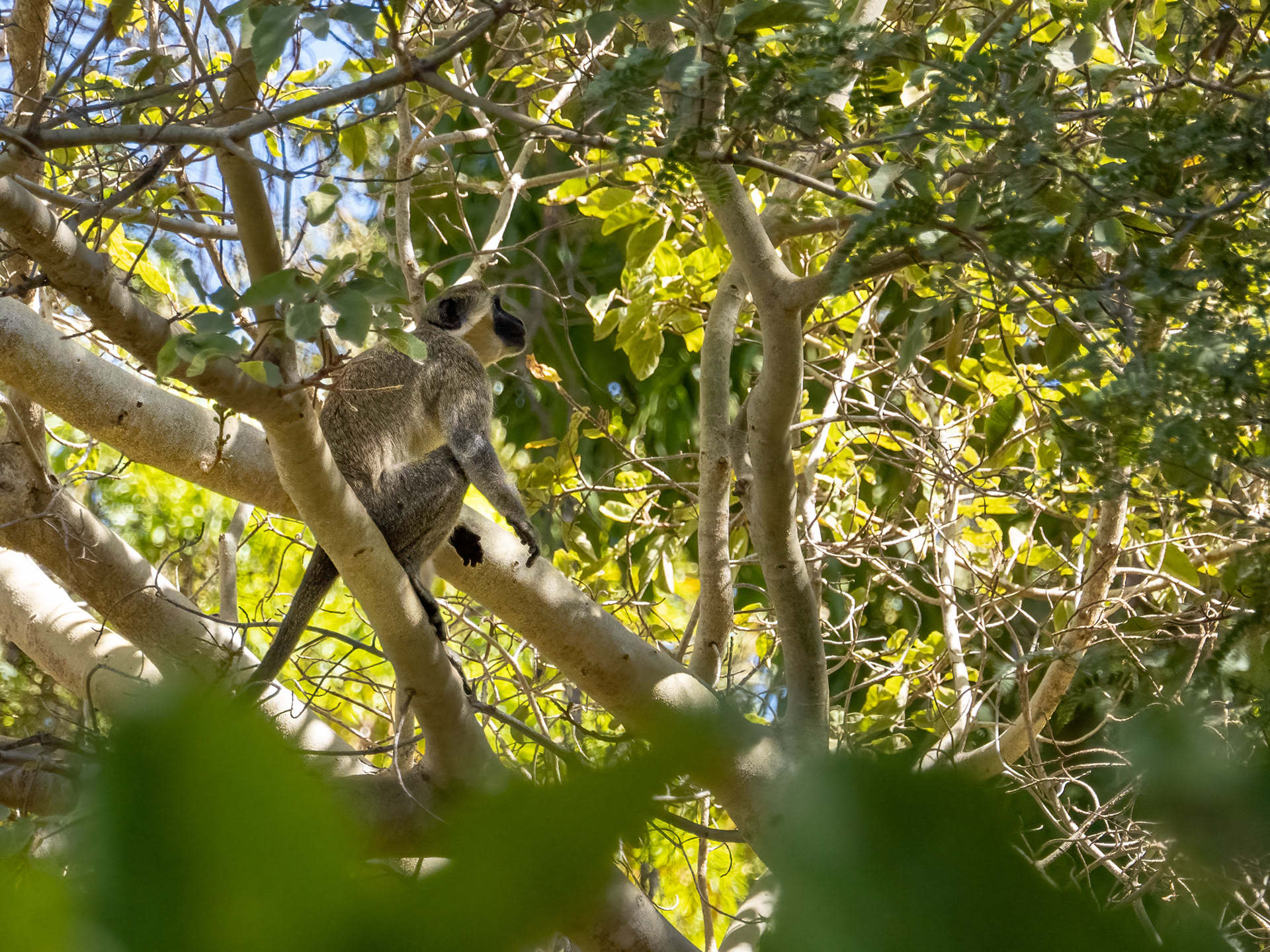 Mona verda de Saba (Chlorocebus sabaeus).