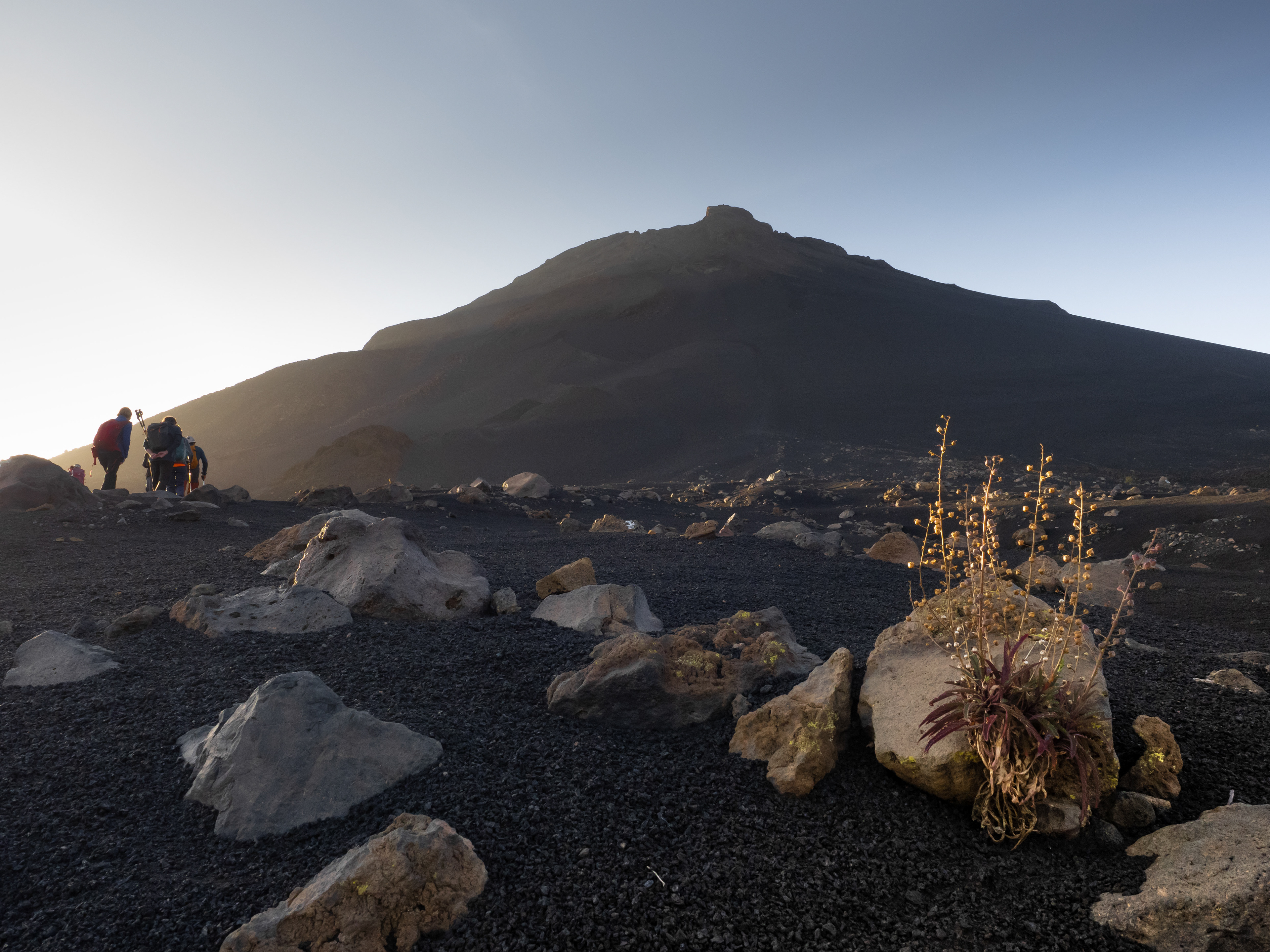 Pujant al Pico do Fogo. En primer terme, un exemplar de mato branco (Verbascum cystolithicum), planta endèmica de l'illa de Fogo.