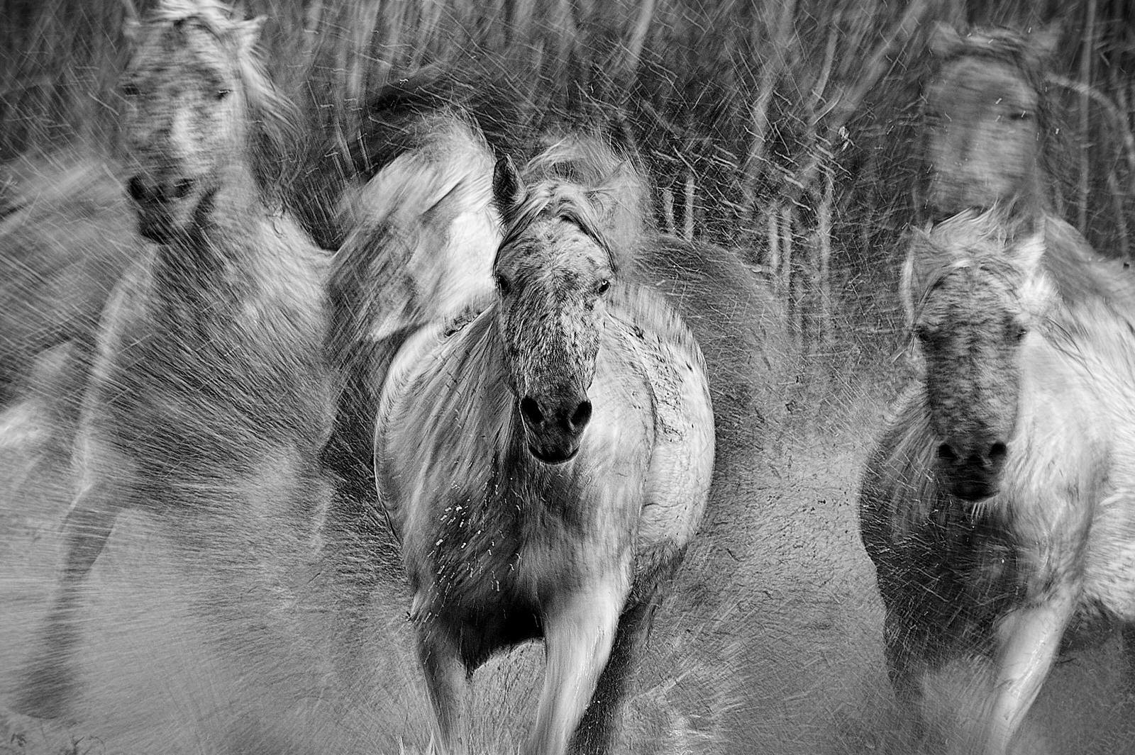 N° 3 : Patrick LE DEAUT  -  EMBALLEMENT