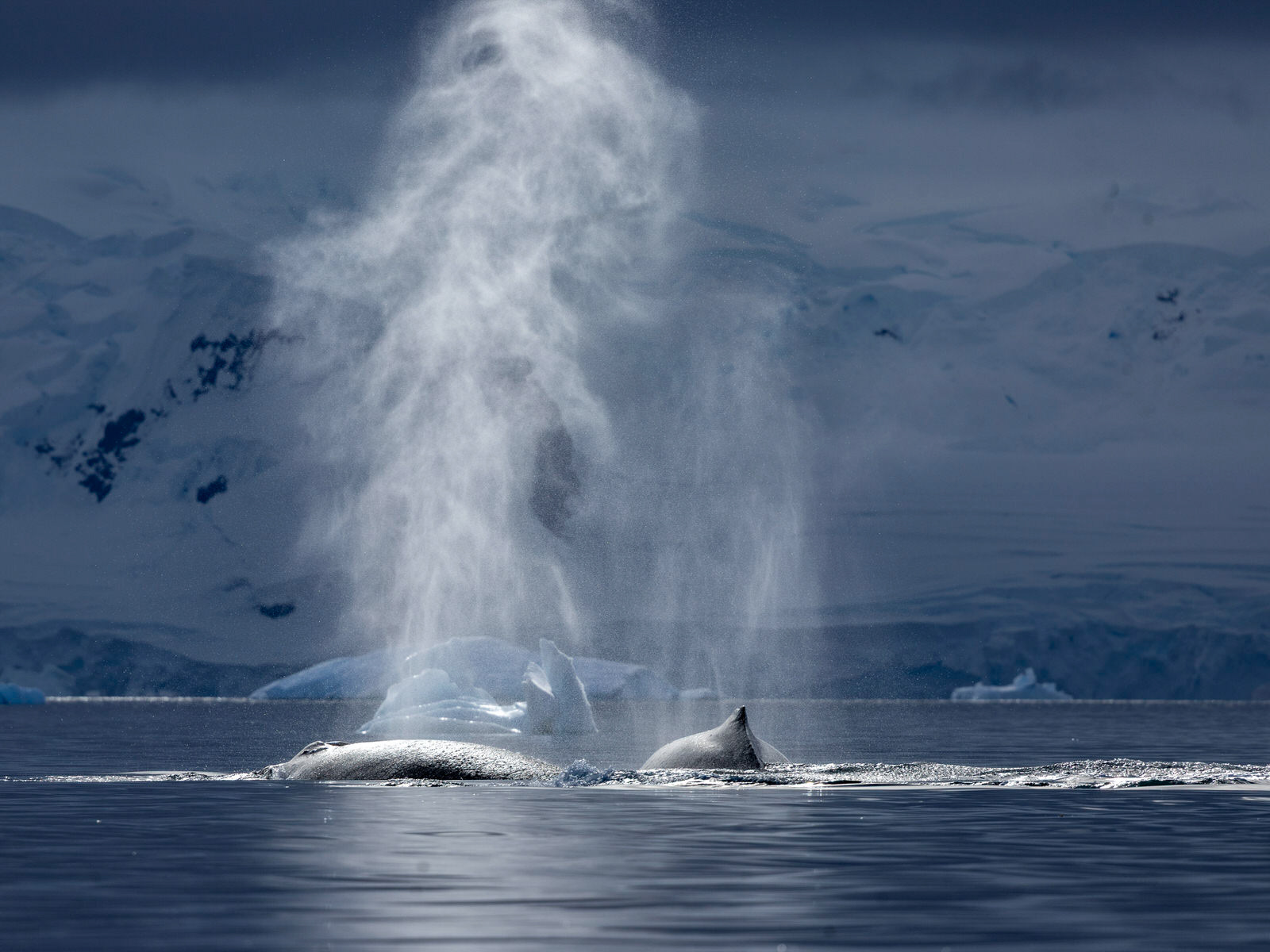 N° 2  :  Jean-Marc BARRAL  -  JET D'EAU