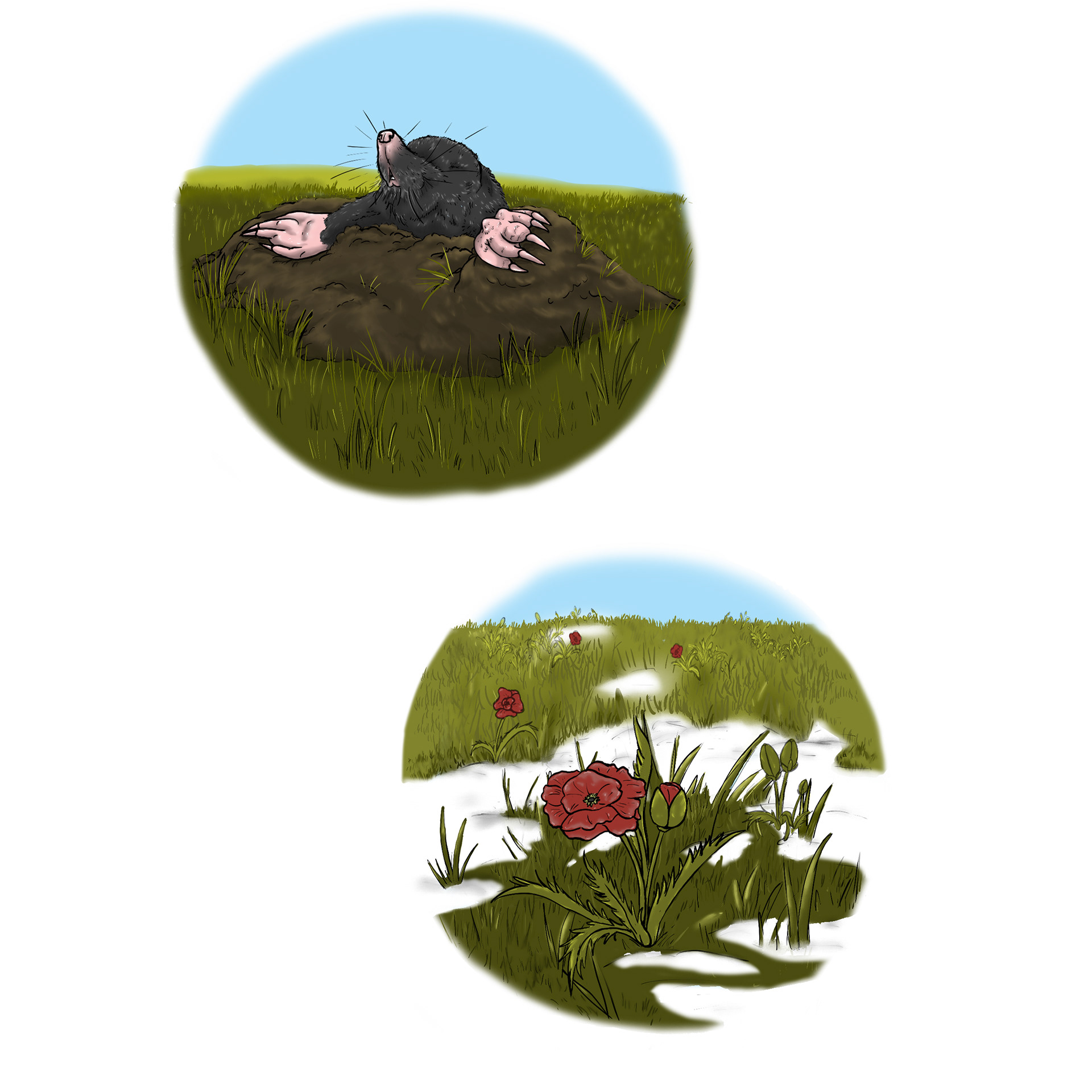 Animals and plants of the forest