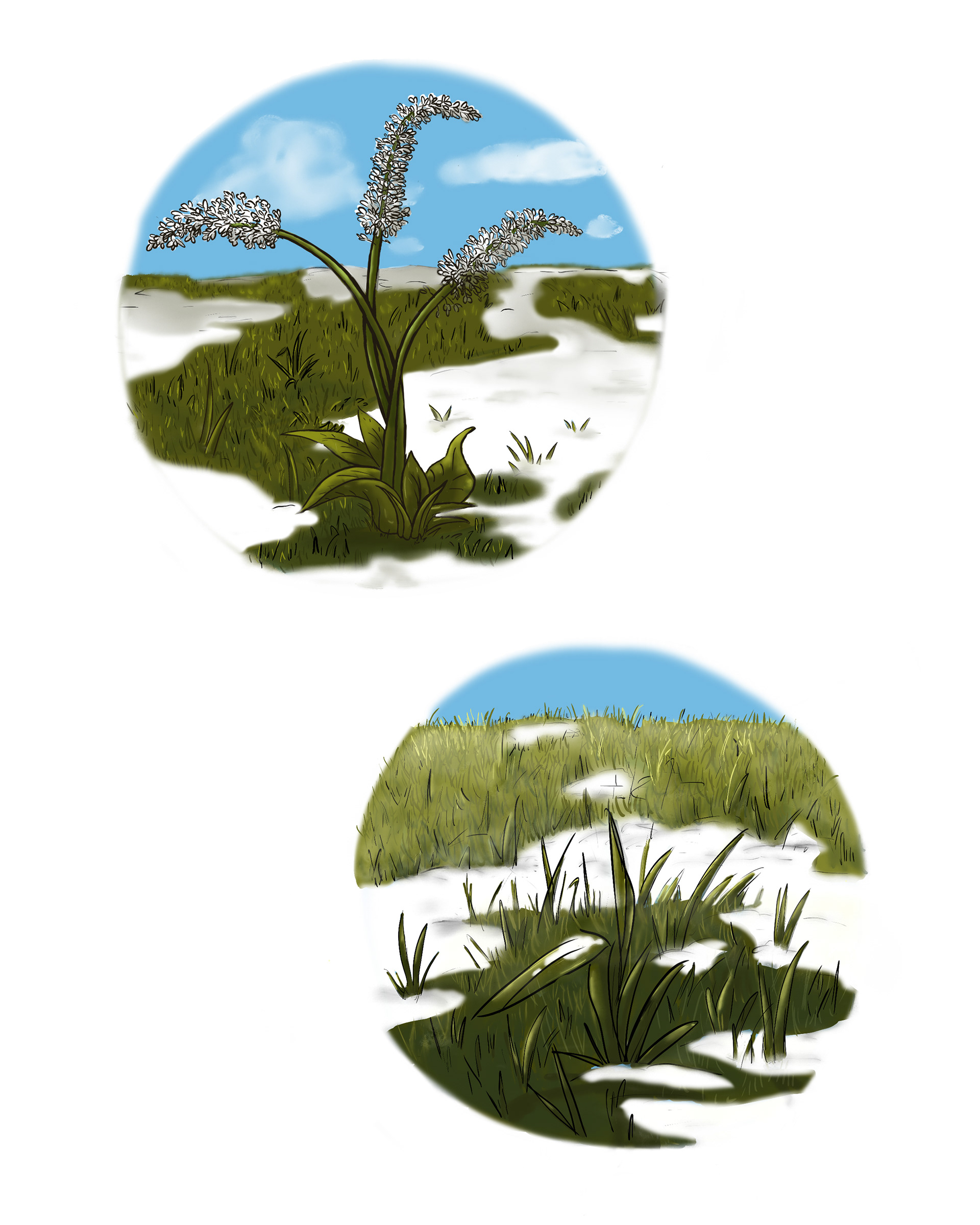 Plants of the forest