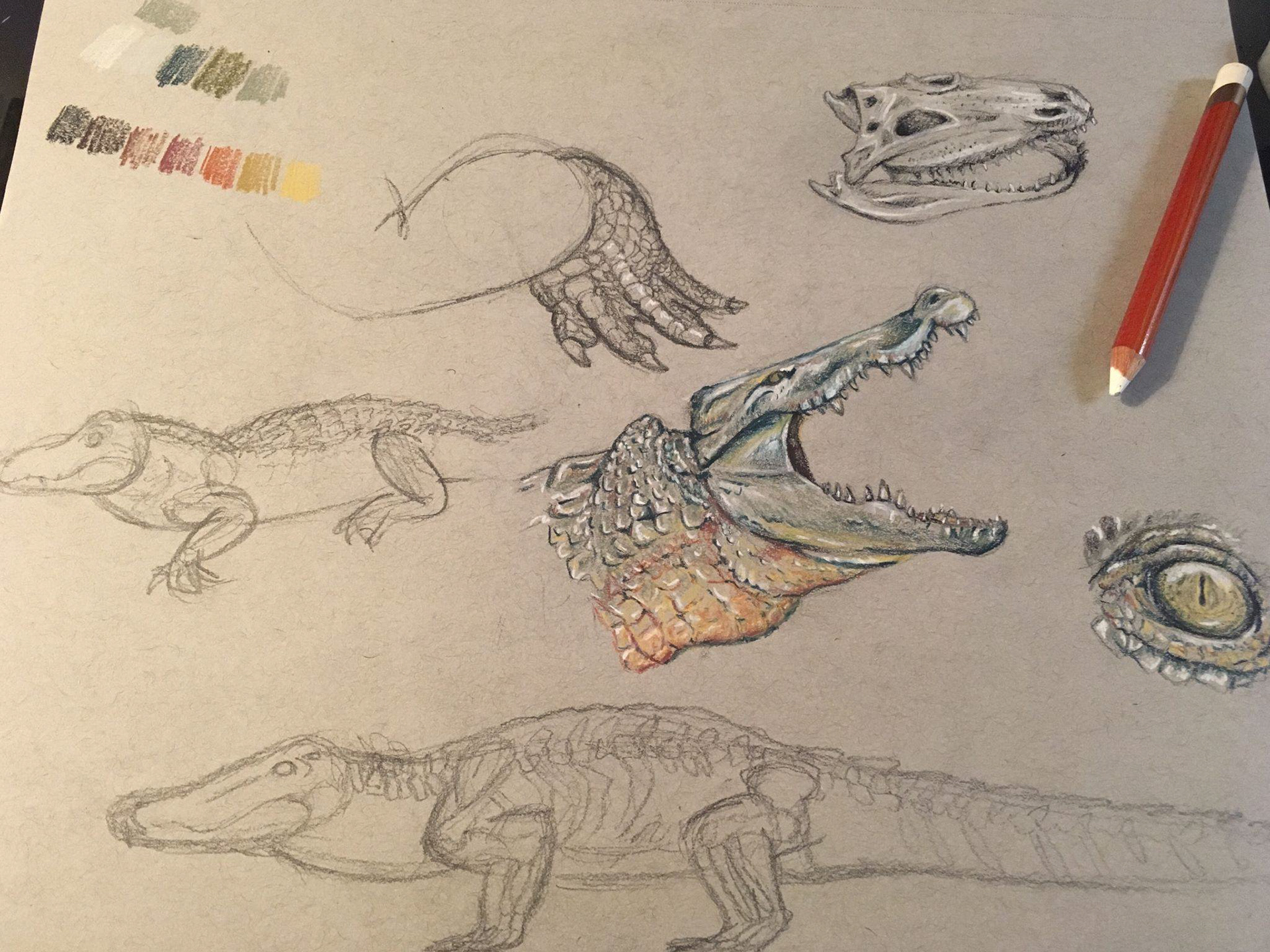 "Crocodile study" - drawing pencil