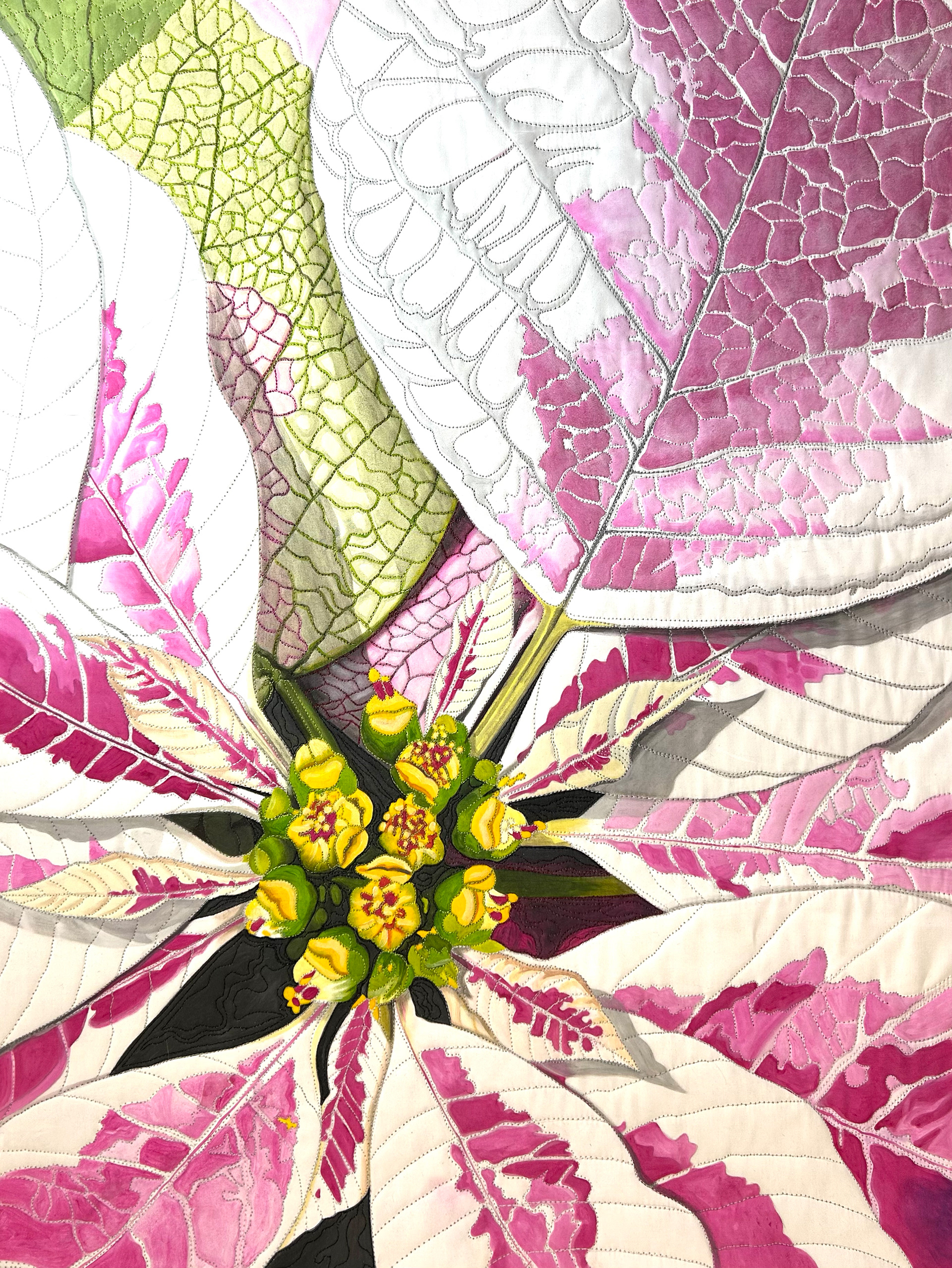 Varigated Poinsettia