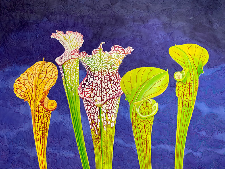 Drama Queens: Pitcher Plants