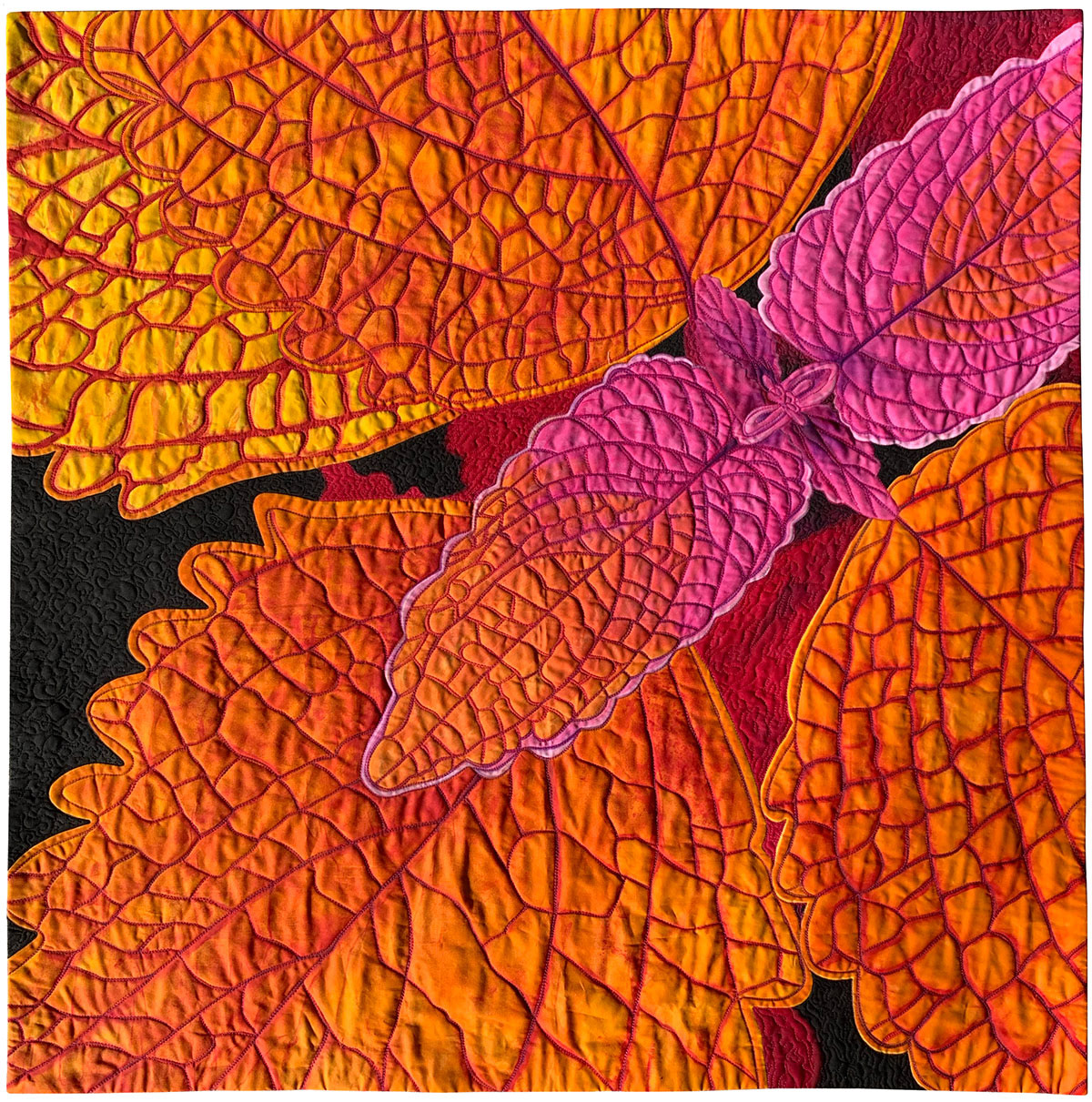 Pink Coleus