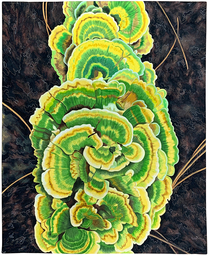 Turkey Tail Fungus