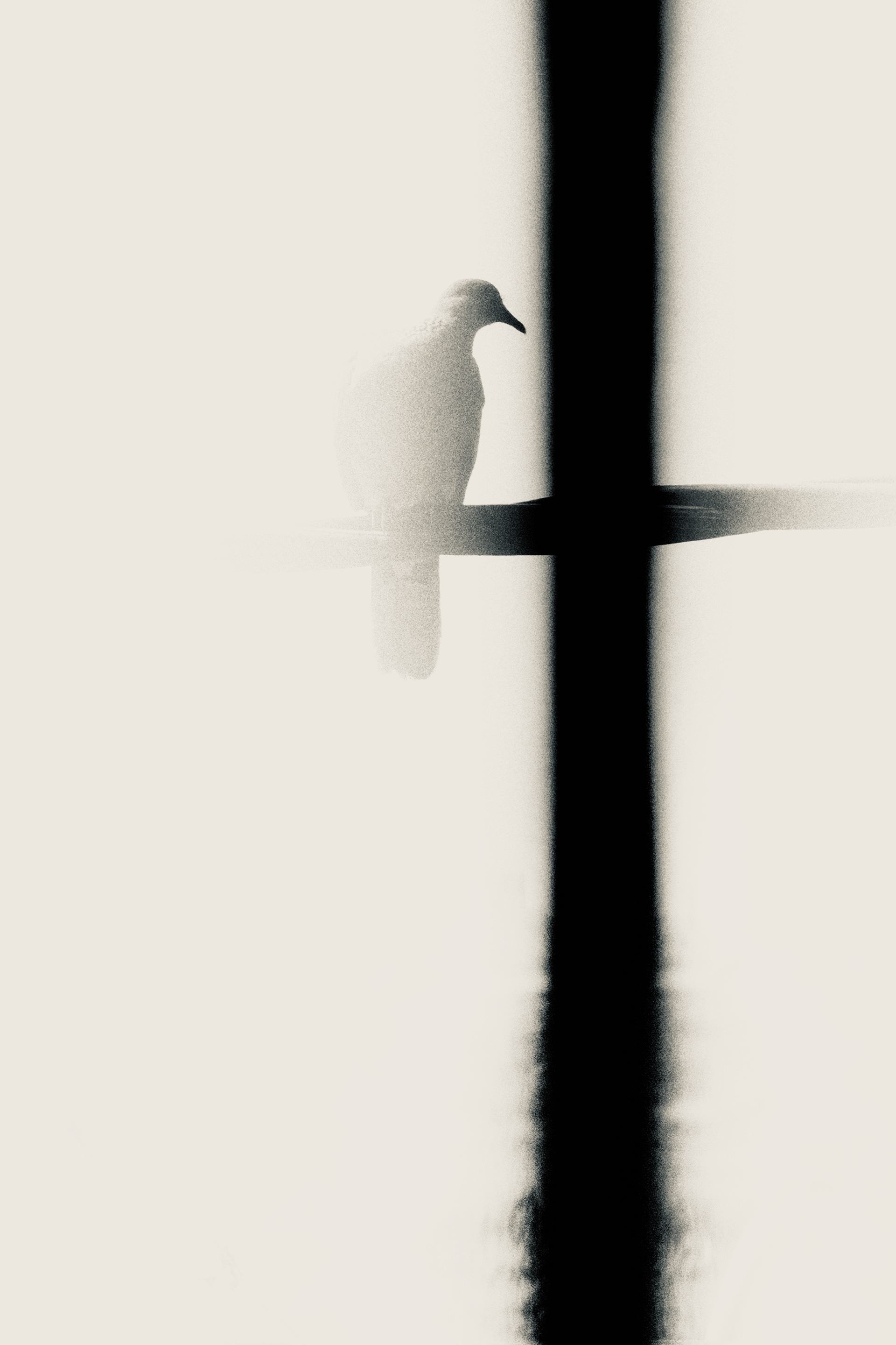 Untitled (Bird on a Wire), Kolkata (2023)