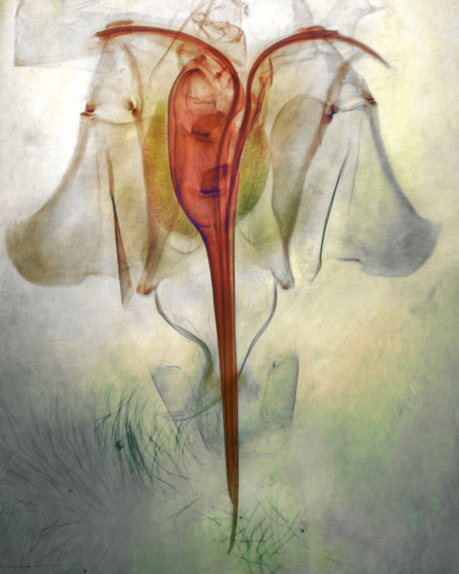 The Harbinger of Bloom