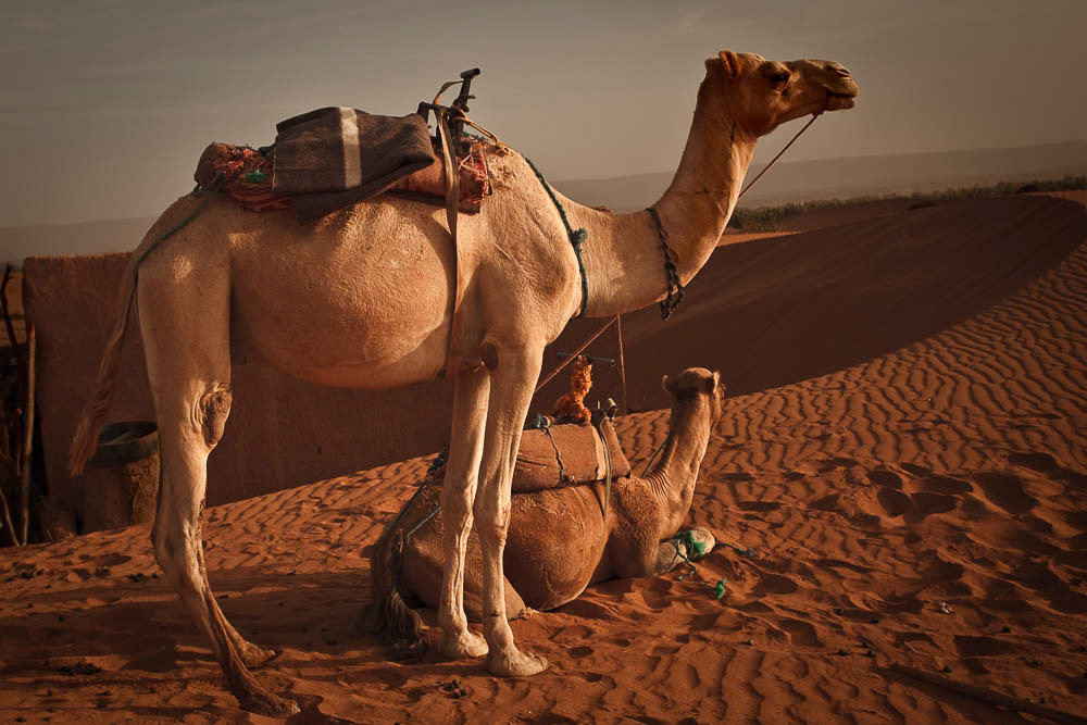 Couple of camels in Sahara desert in Morocco. Horizontal shot.
