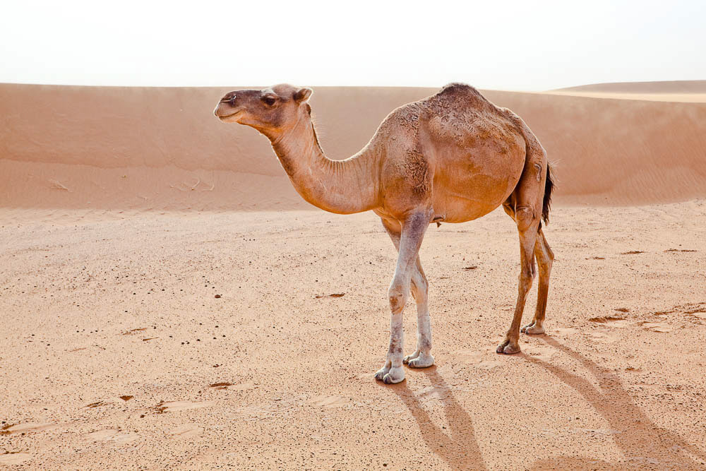 Camel in Sahara desert in Morocco. Horizontal shot.