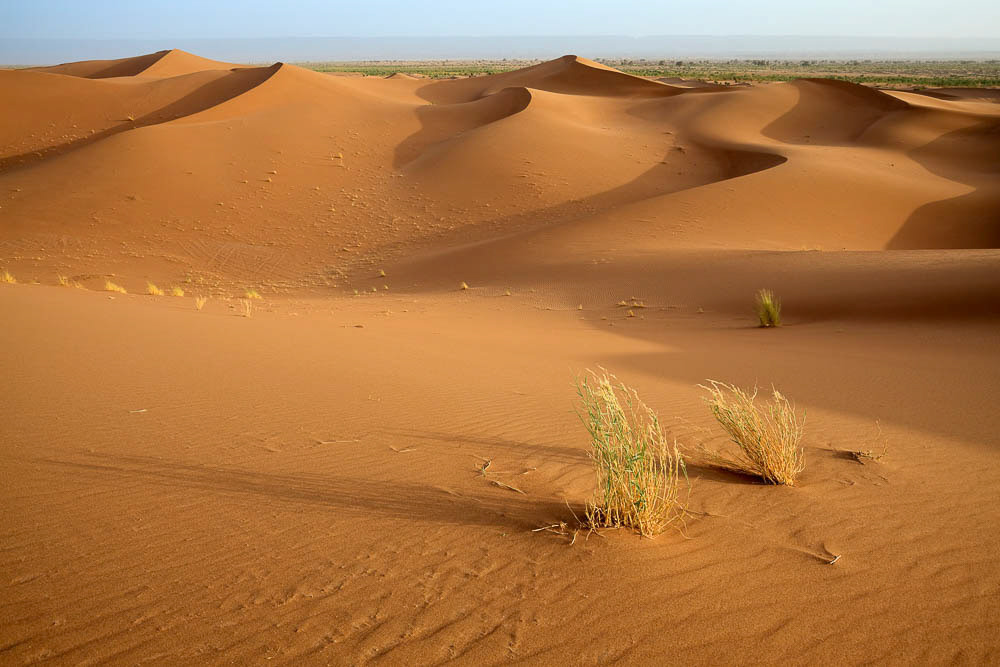 Plants in sand dunes in Sahara desert in Morocco. Horizontal shot.