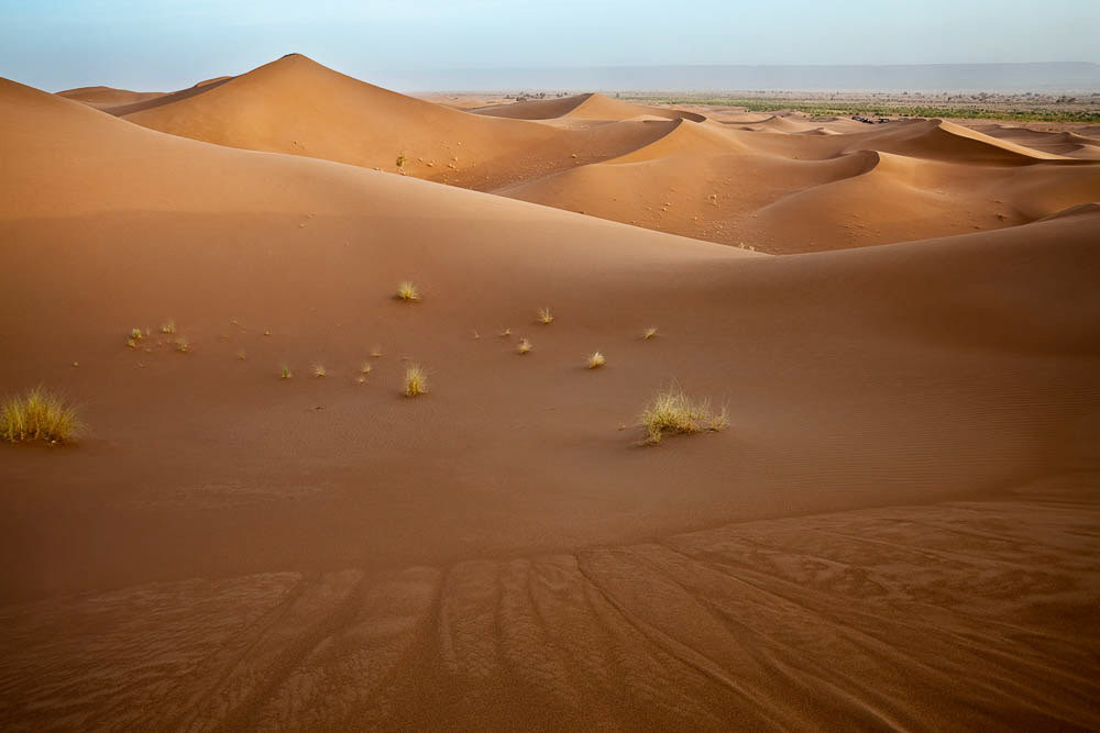 Plants in sand dunes in Sahara desert in Morocco. Horizontal shot.