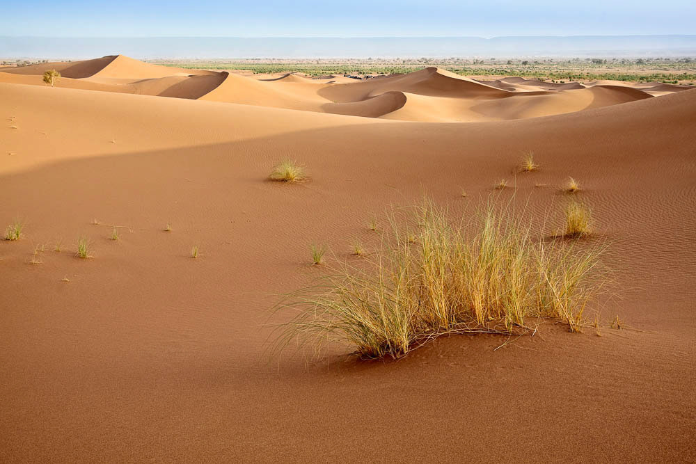 Plants in sand dunes in Sahara desert in Morocco. Horizontal shot.