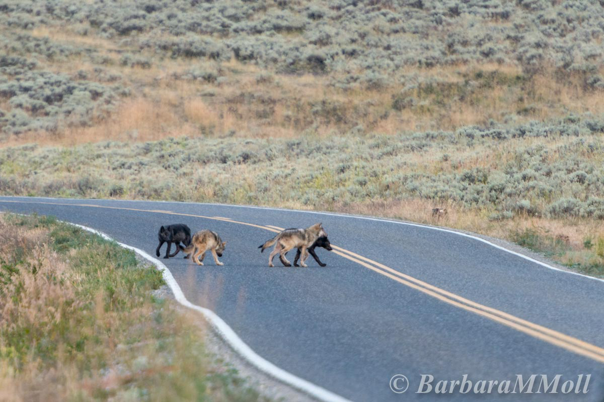 Lamar Canyon pups, 2015.