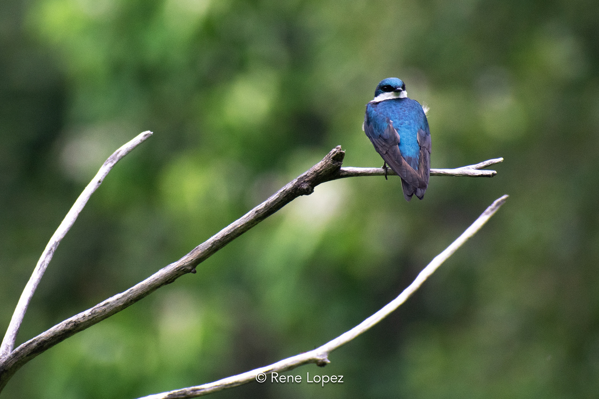 Tree Swallow | The Celery Farm | New Jersey