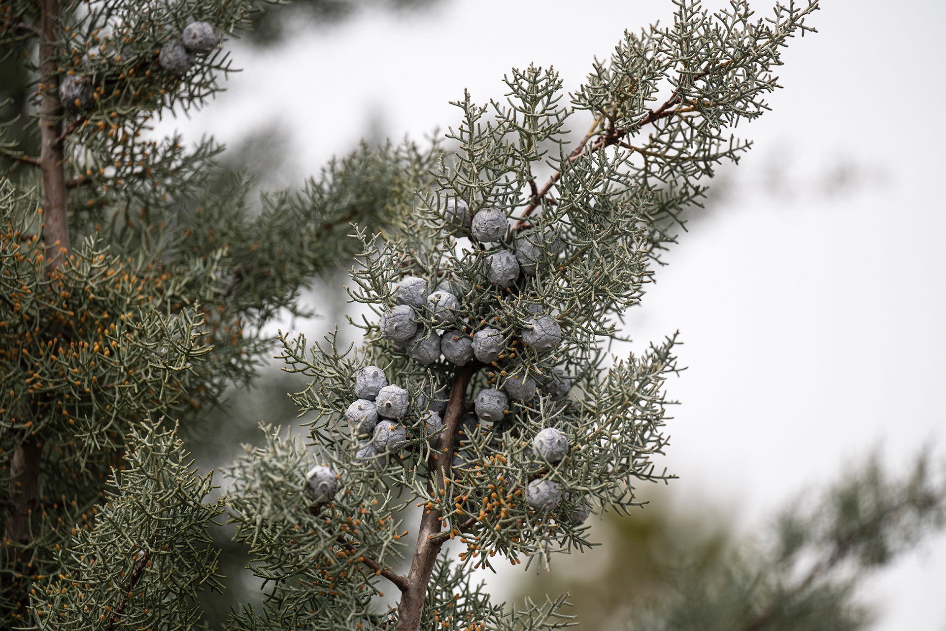 Soft muted green foliage and blue grey of large berries of the arizona cypress offset against the overcast white sky.