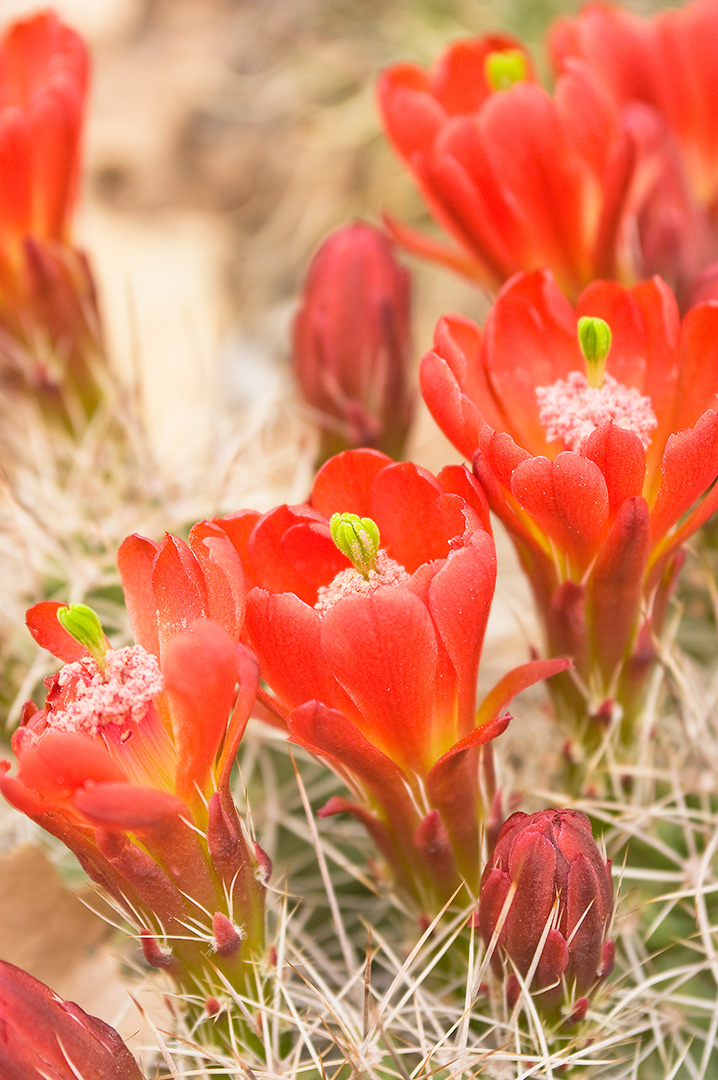 Tiny yellow green stalks rise out of fully open brilliant red cactus blossoms