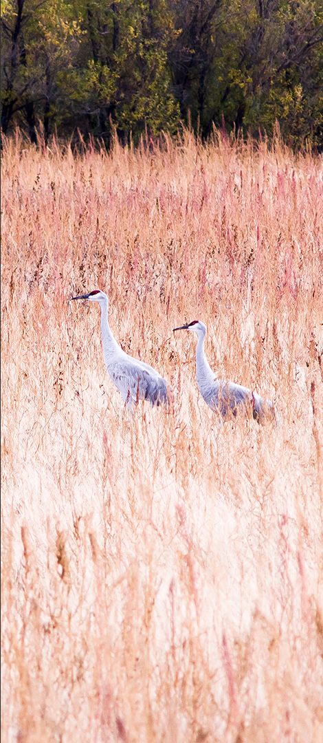 Two sandhill cranes wade through a field of tall fallow grasses, light and dark grey among the faded reds and grass tan of late fall