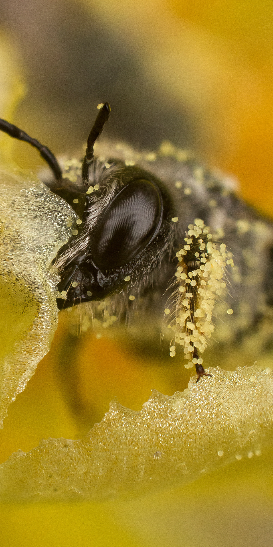 an extreme macro image stack of a cactus bee sitting on the delicate lace of the flower's edge covered in prickly pear pollen, the individual cells of their compound eye visible.